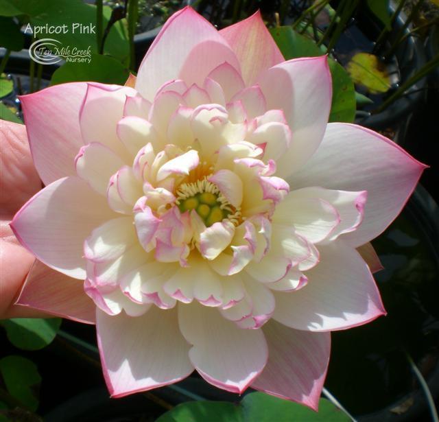 Apricot Pink Lotus (Bare Root) - Play It Koi