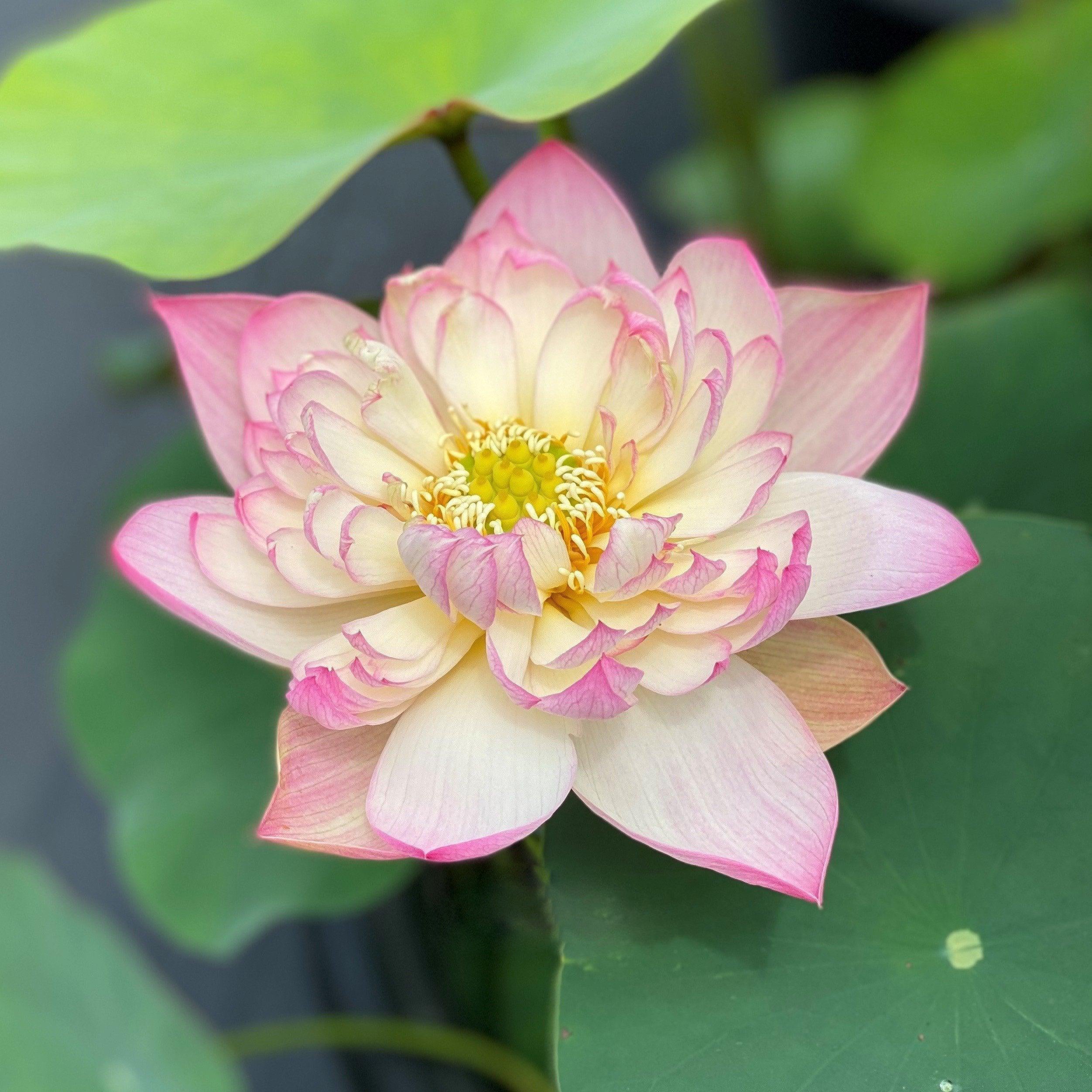 Apricot Pink Lotus (Bare Root) - Play It Koi