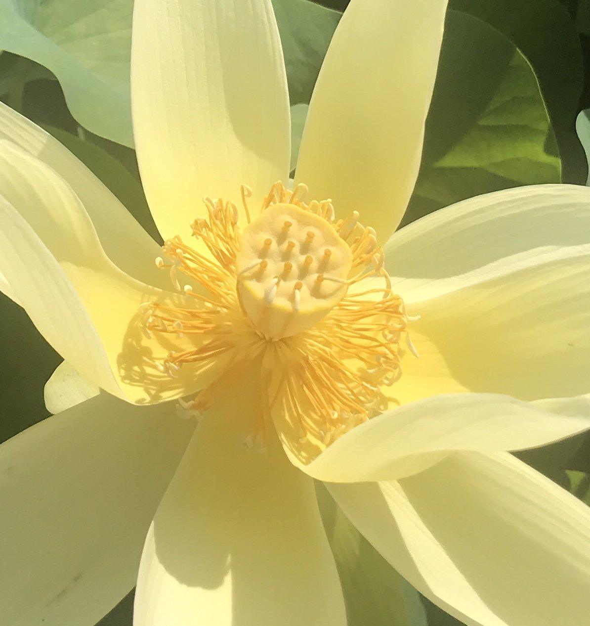 Apricot Yellow - Dazzling Yellow Lotus (Bare Root) - Play It Koi