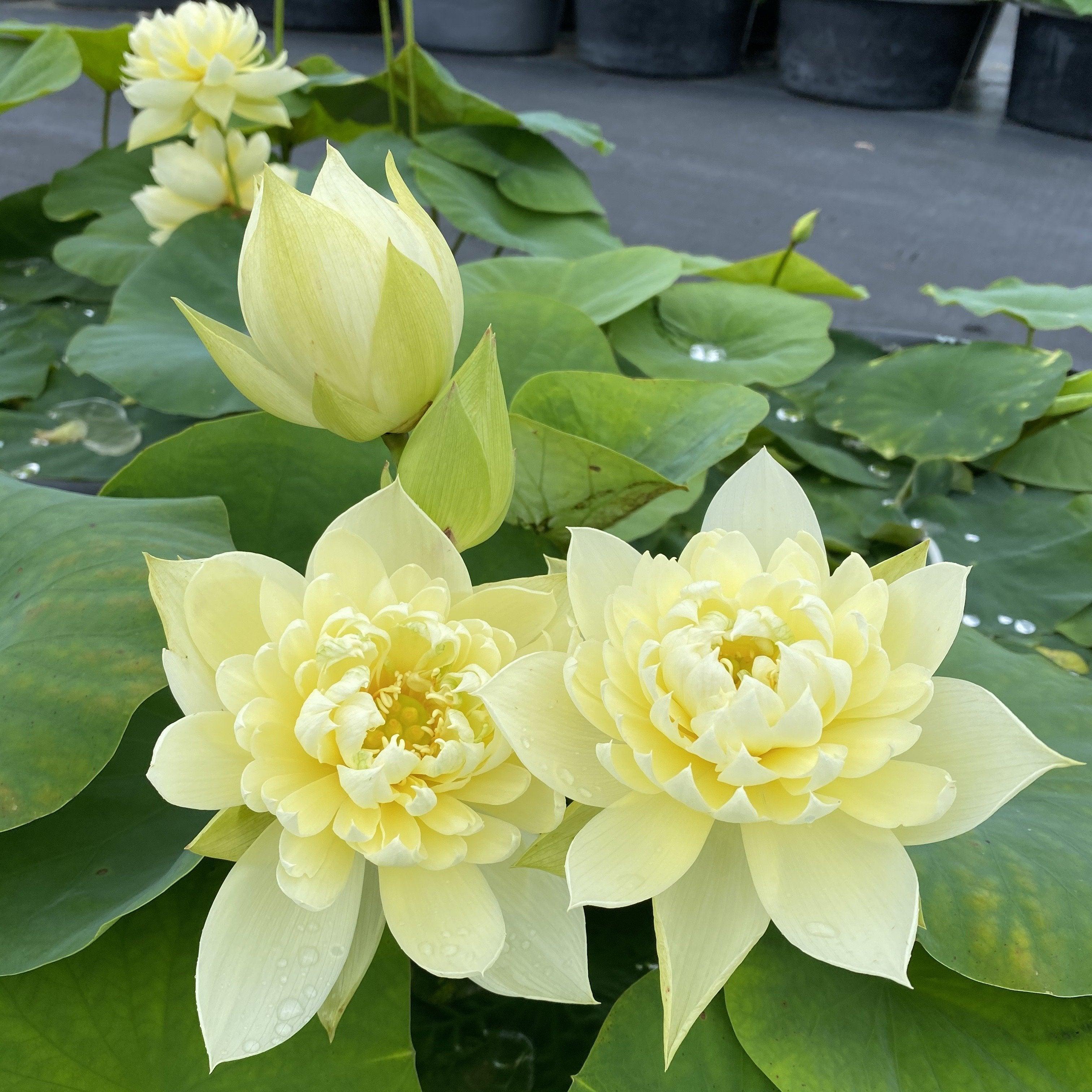 Autumn in Moling Lotus (Bare Root) - Play It Koi