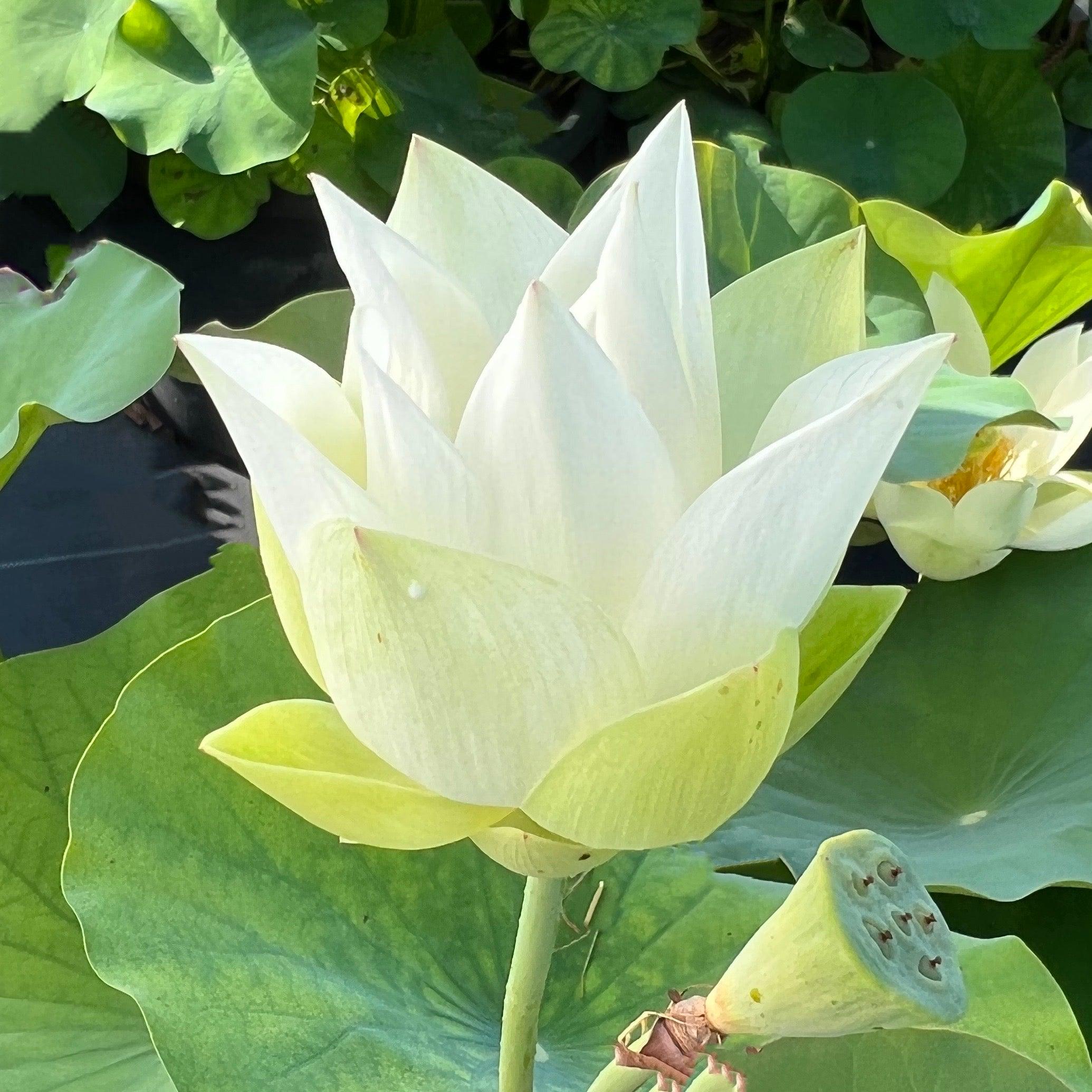 Baby Doll - Classic White Lotus (Bare Root) - Play It Koi