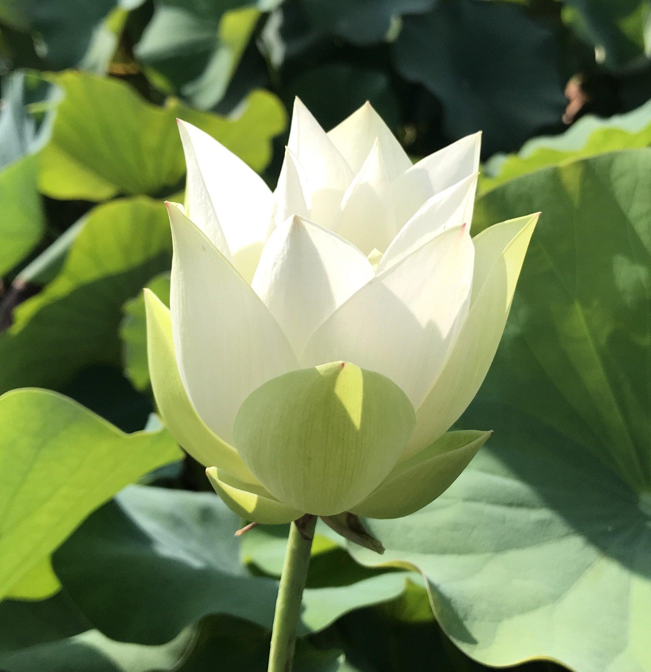 Baby Doll - Classic White Lotus (Bare Root) - Play It Koi