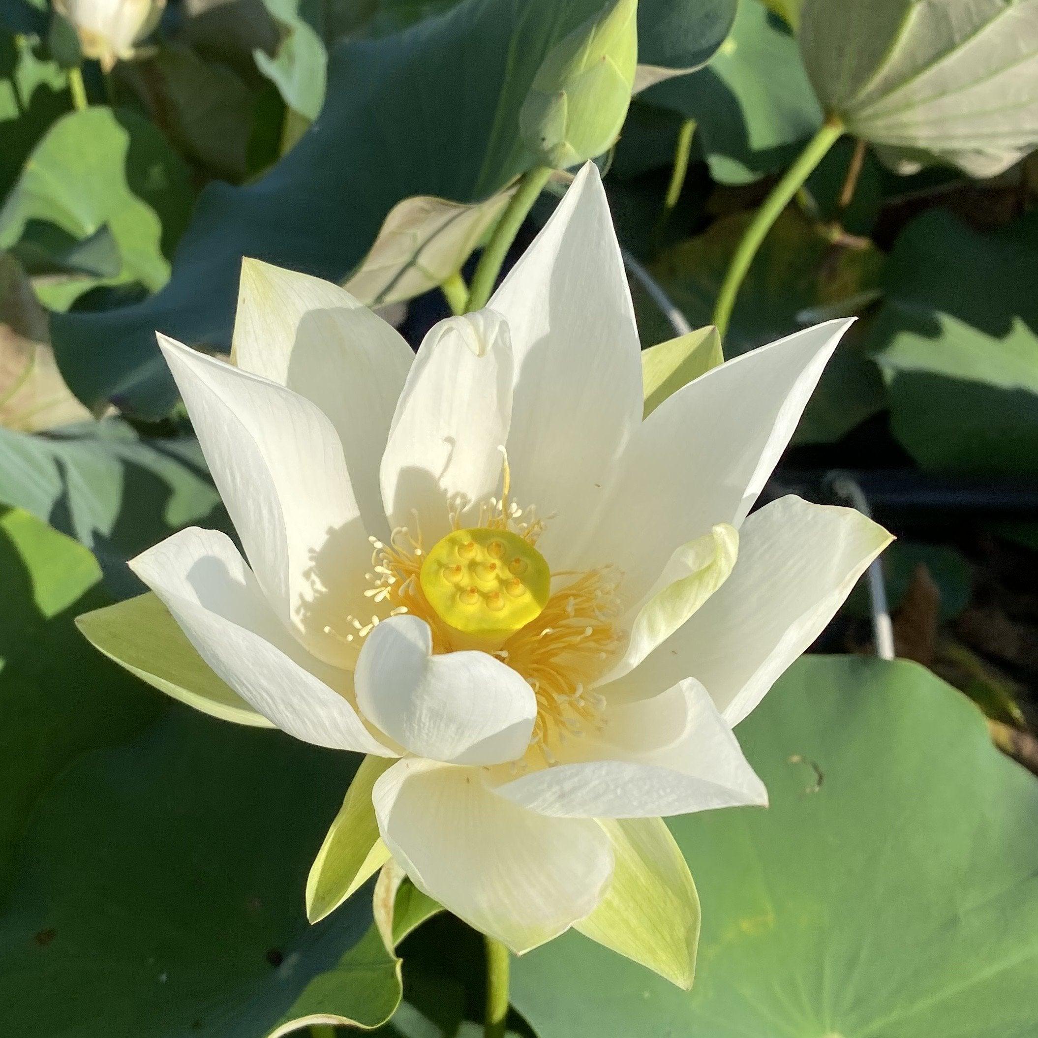Baby Doll - Classic White Lotus (Bare Root) - Play It Koi