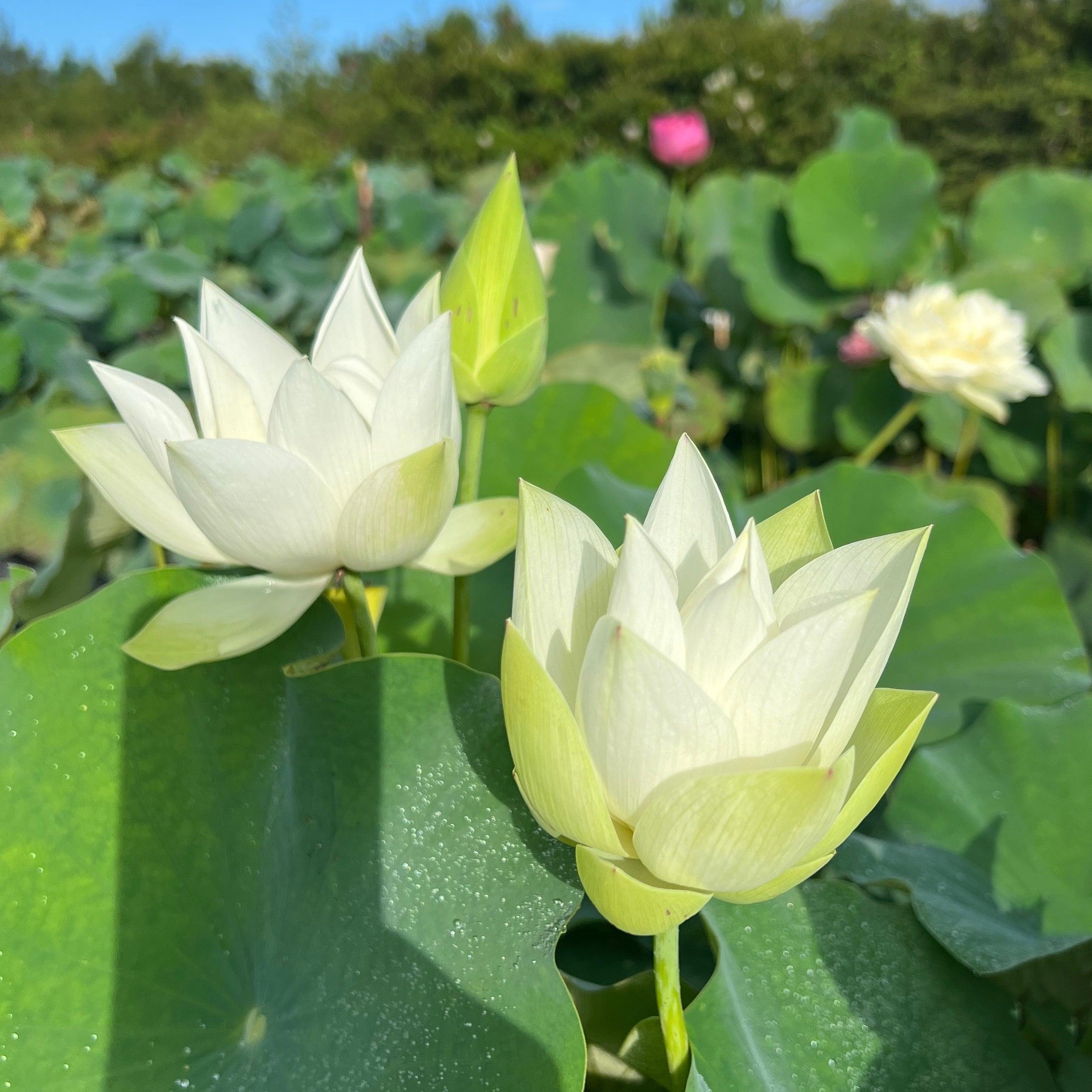 Baby Doll - Classic White Lotus (Bare Root) - Play It Koi
