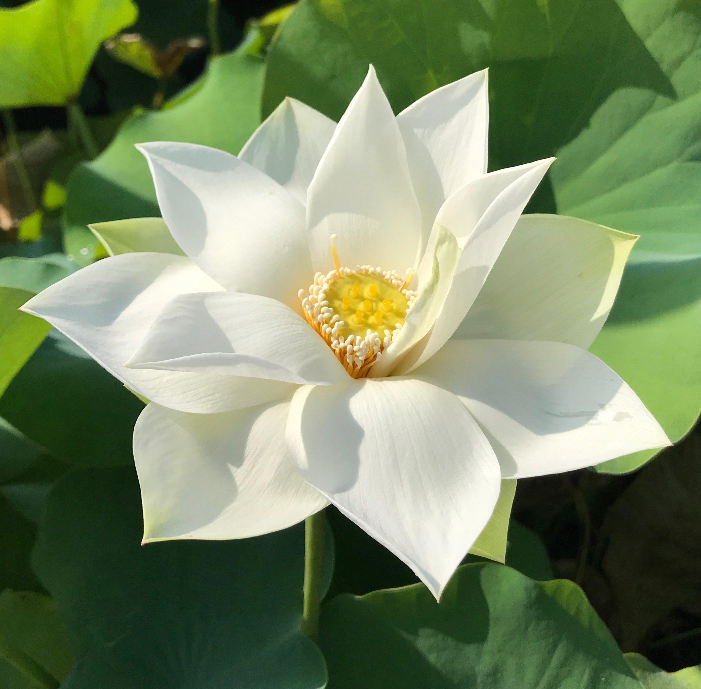 Baby Doll - Classic White Lotus (Bare Root) - Play It Koi