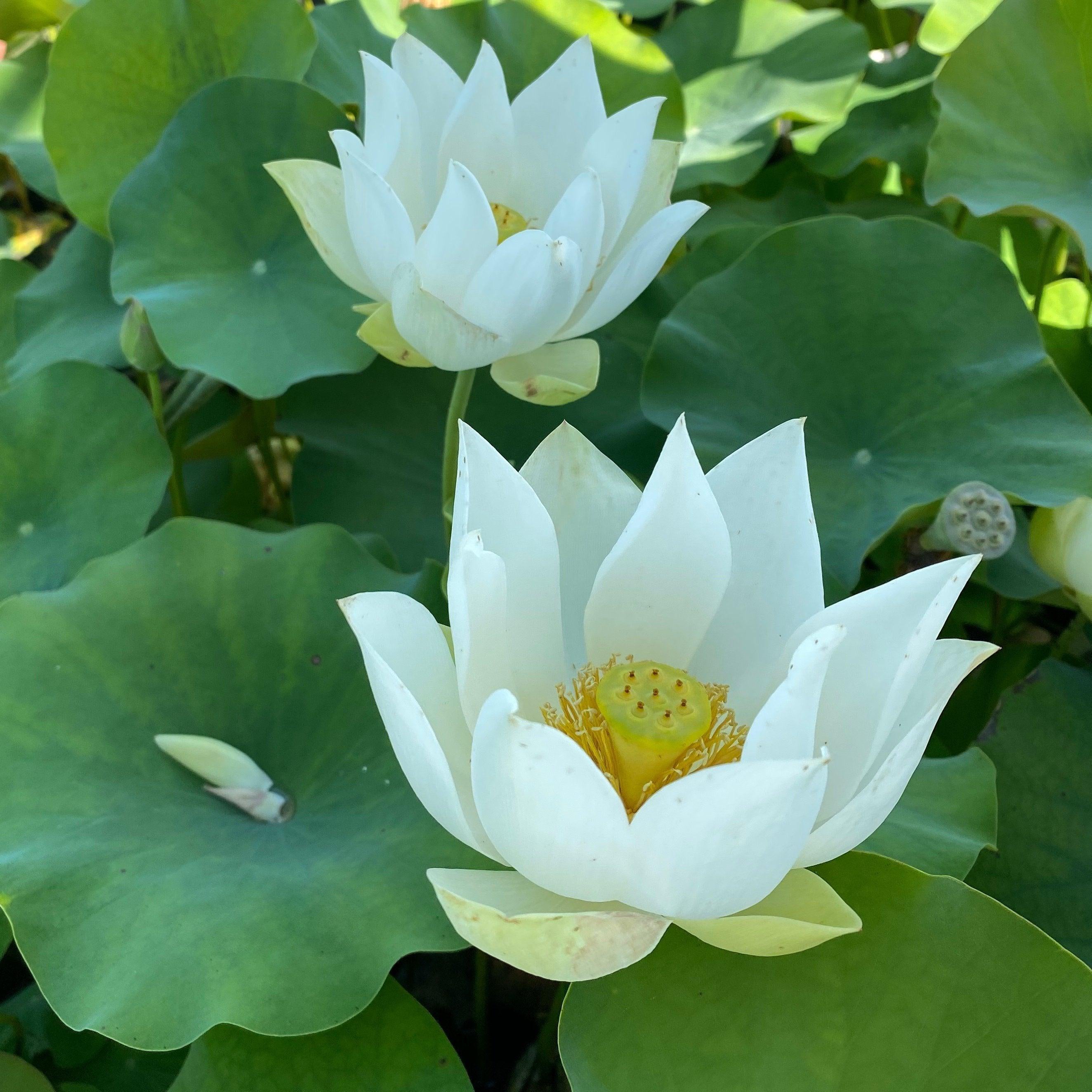 Baby Doll - Classic White Lotus (Bare Root) - Play It Koi