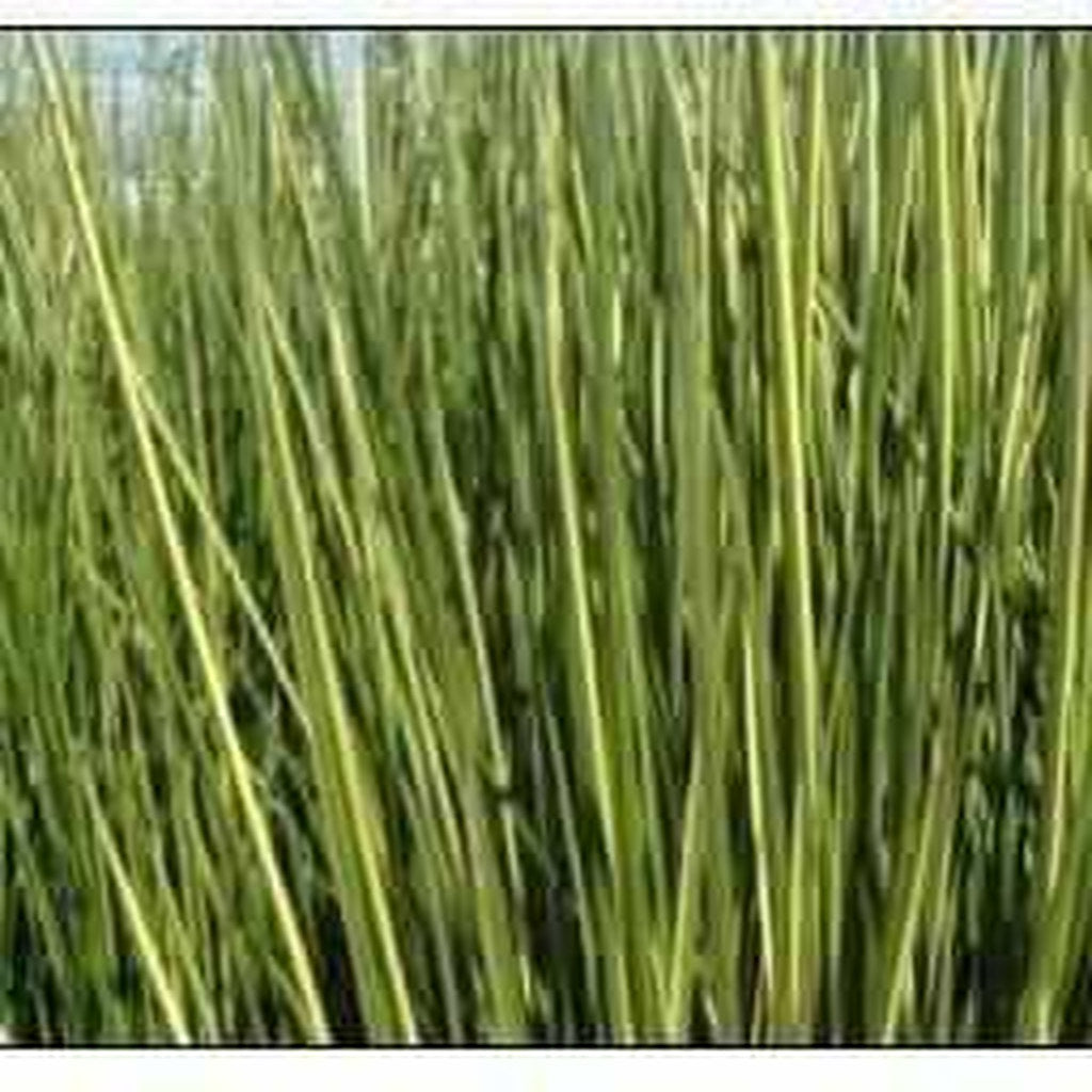 Baumea Rubiginosa 'Variegata' - Variegated Striped Rush (Bare Root) - Play It Koi