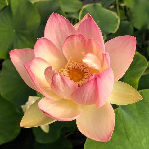 Beautiful Dancer Lotus (Bare Root)