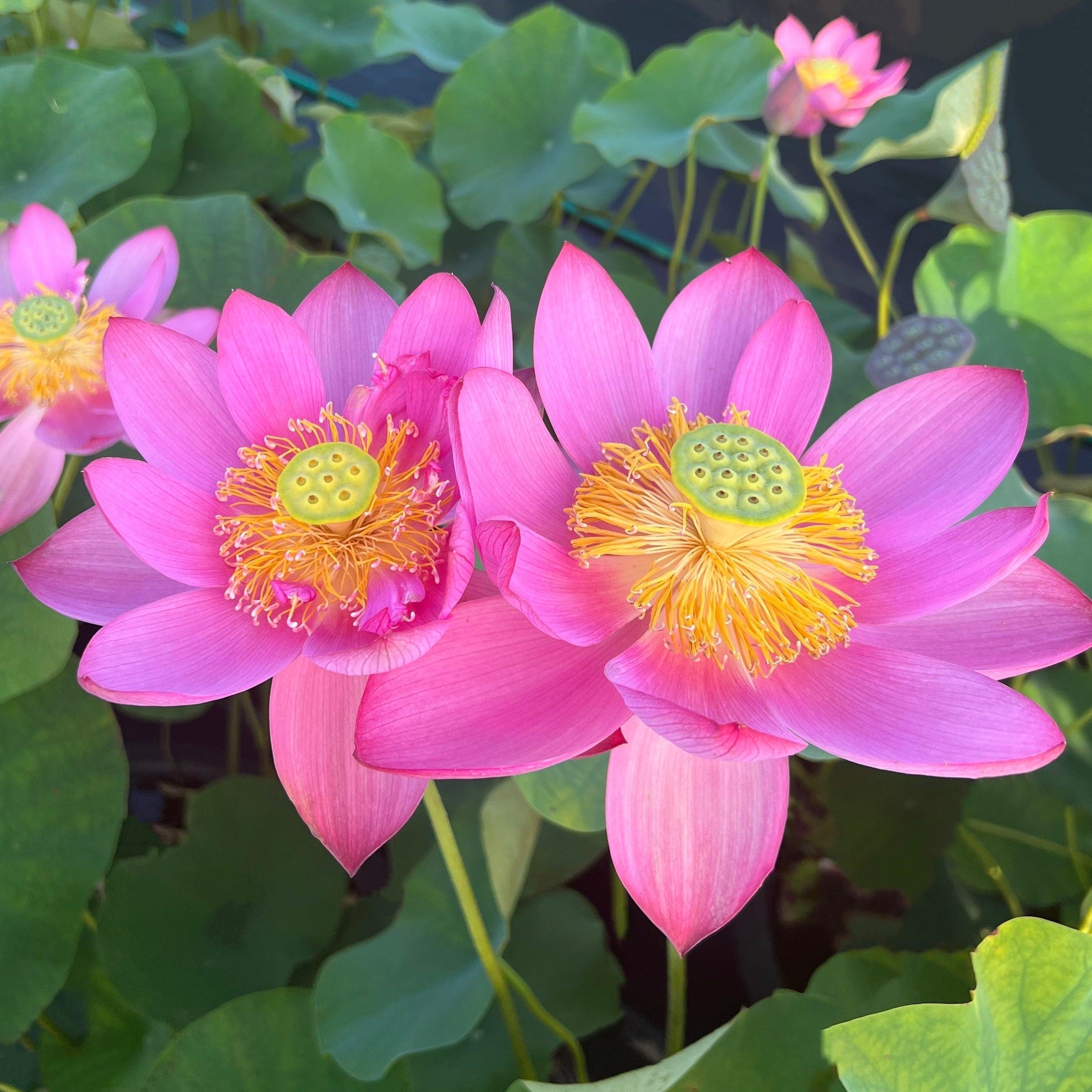 Beijing Temple of Heaven - Celestial Beauty Lotus (Bare Root) - Play It Koi