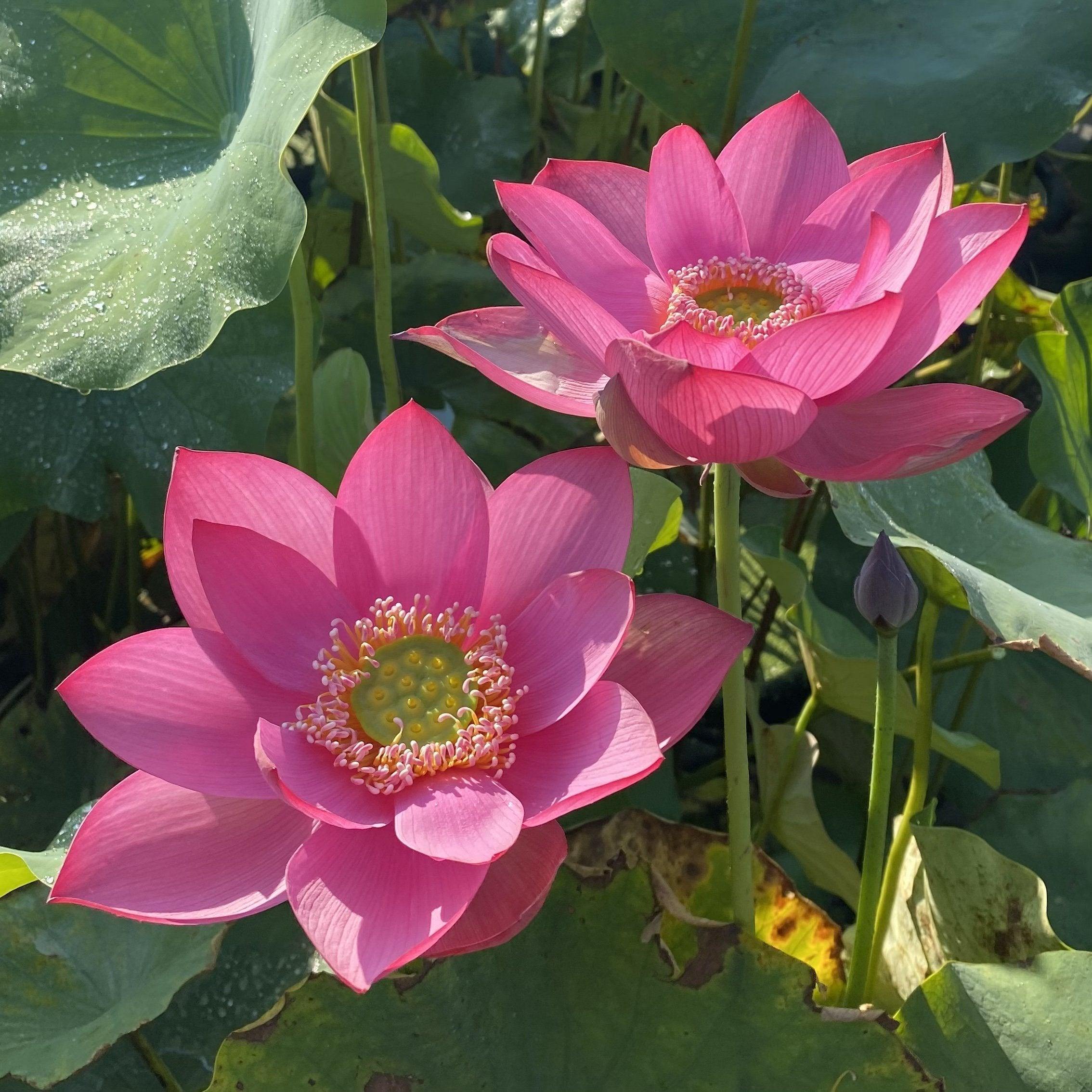 Beijing Temple of Heaven - Celestial Beauty Lotus (Bare Root) - Play It Koi