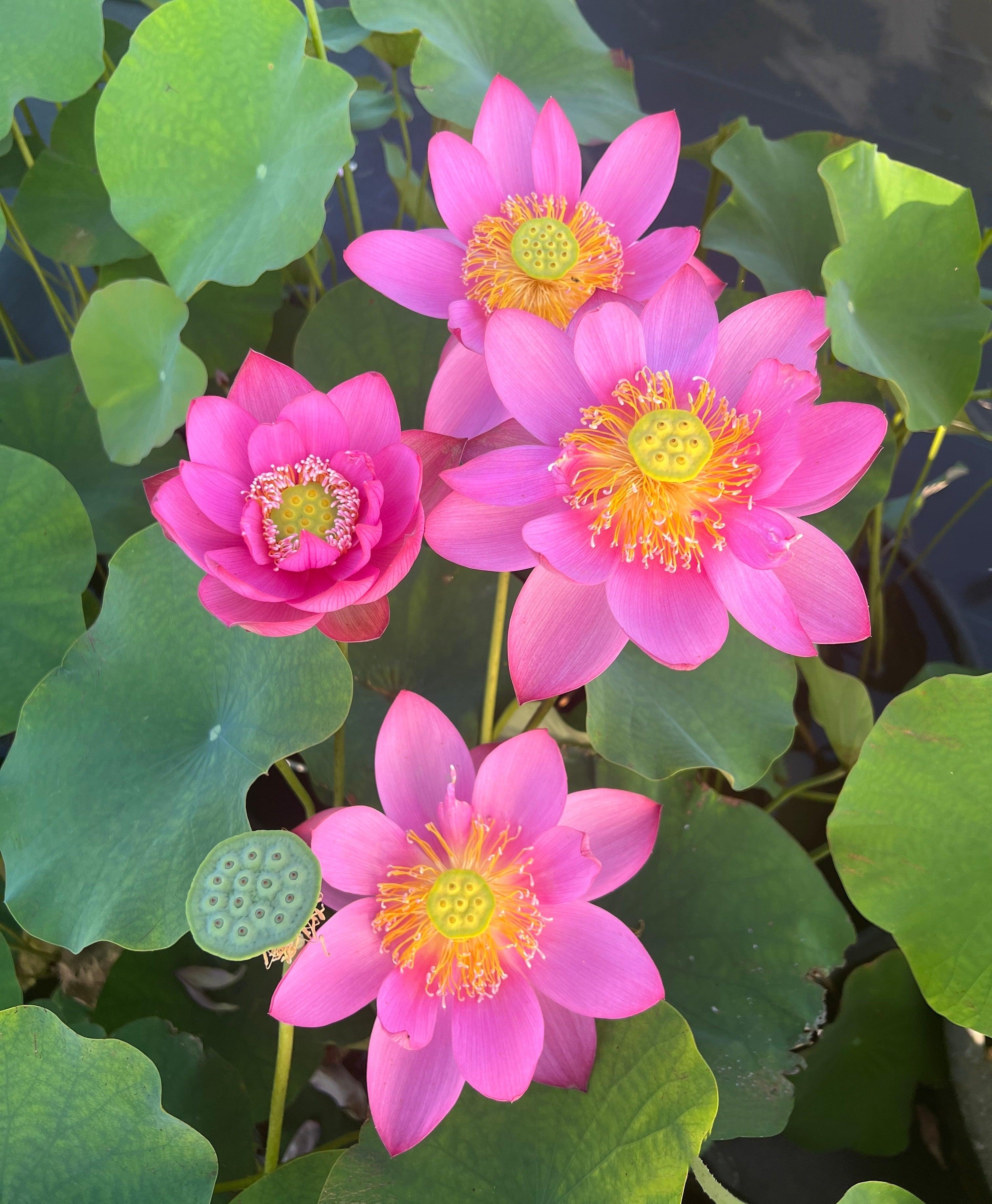 Beijing Temple of Heaven - Celestial Beauty Lotus (Bare Root) - Play It Koi