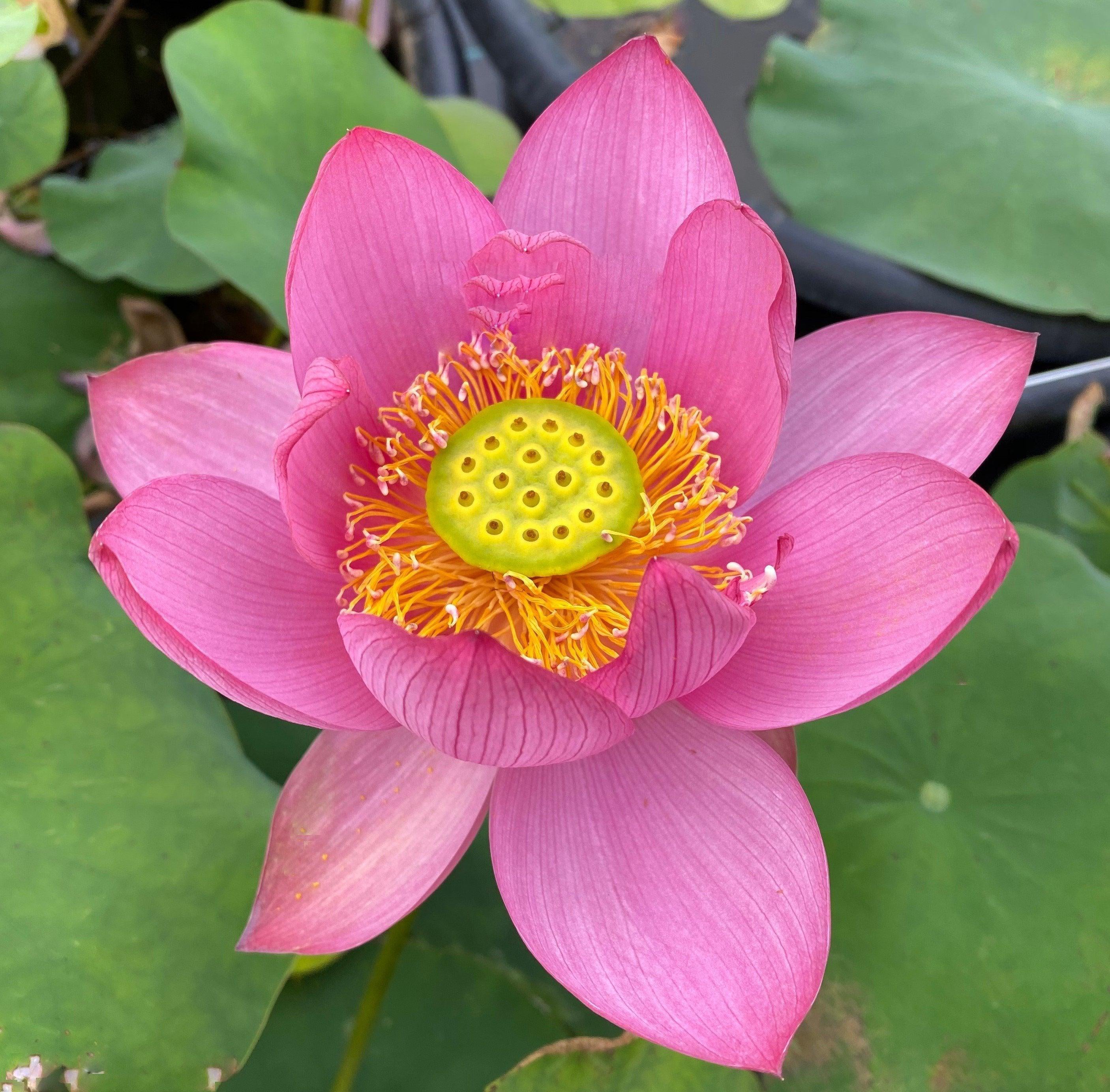 Beijing Temple of Heaven - Celestial Beauty Lotus (Bare Root) - Play It Koi