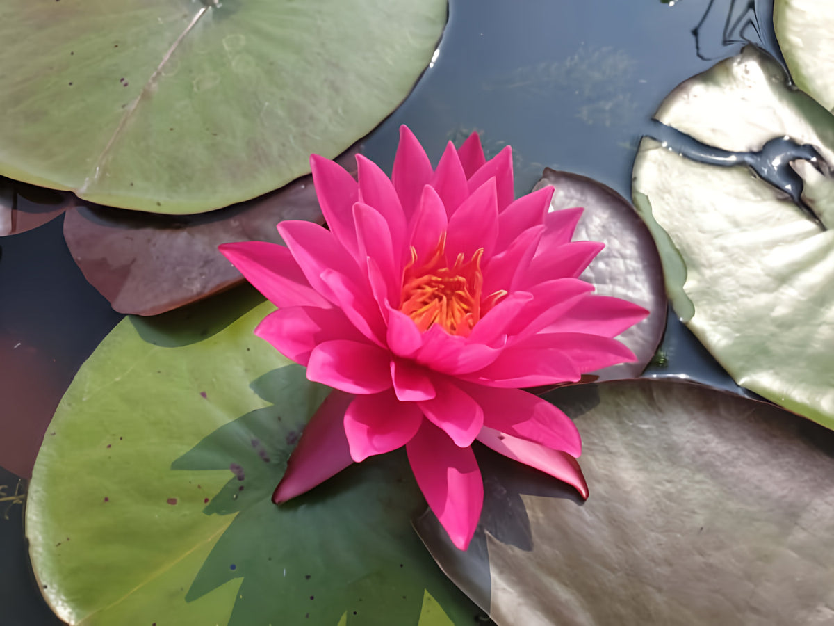 Nymphaea 'Bernice Ikins' Pink Hardy Lily