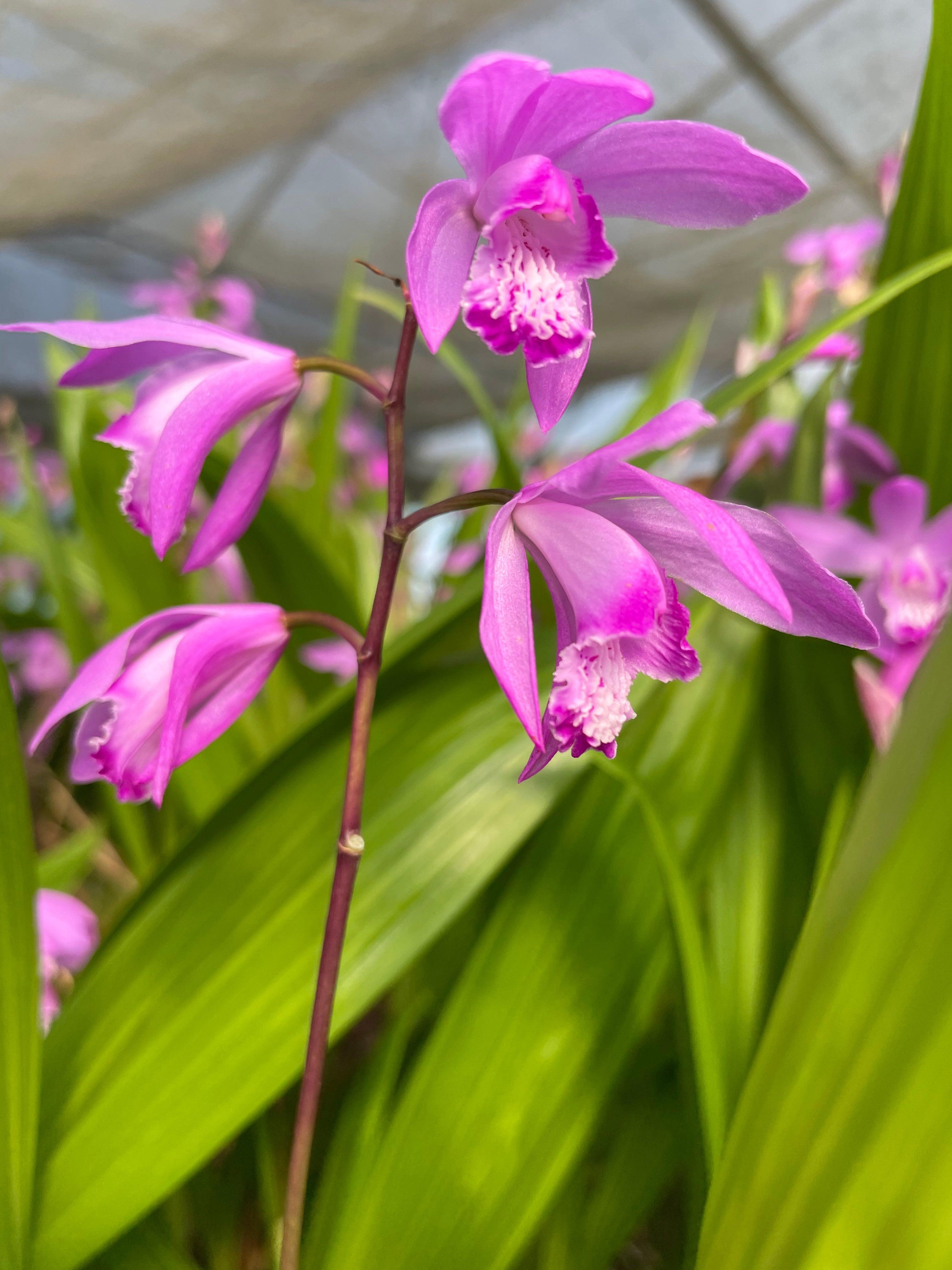 Bletilla striata 'Big Bob Orchid' (Bare Root) - Play It Koi