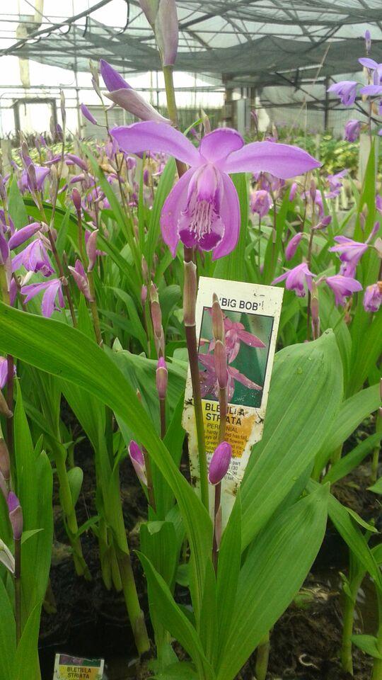 Bletilla striata 'Big Bob Orchid' (Bare Root) - Play It Koi