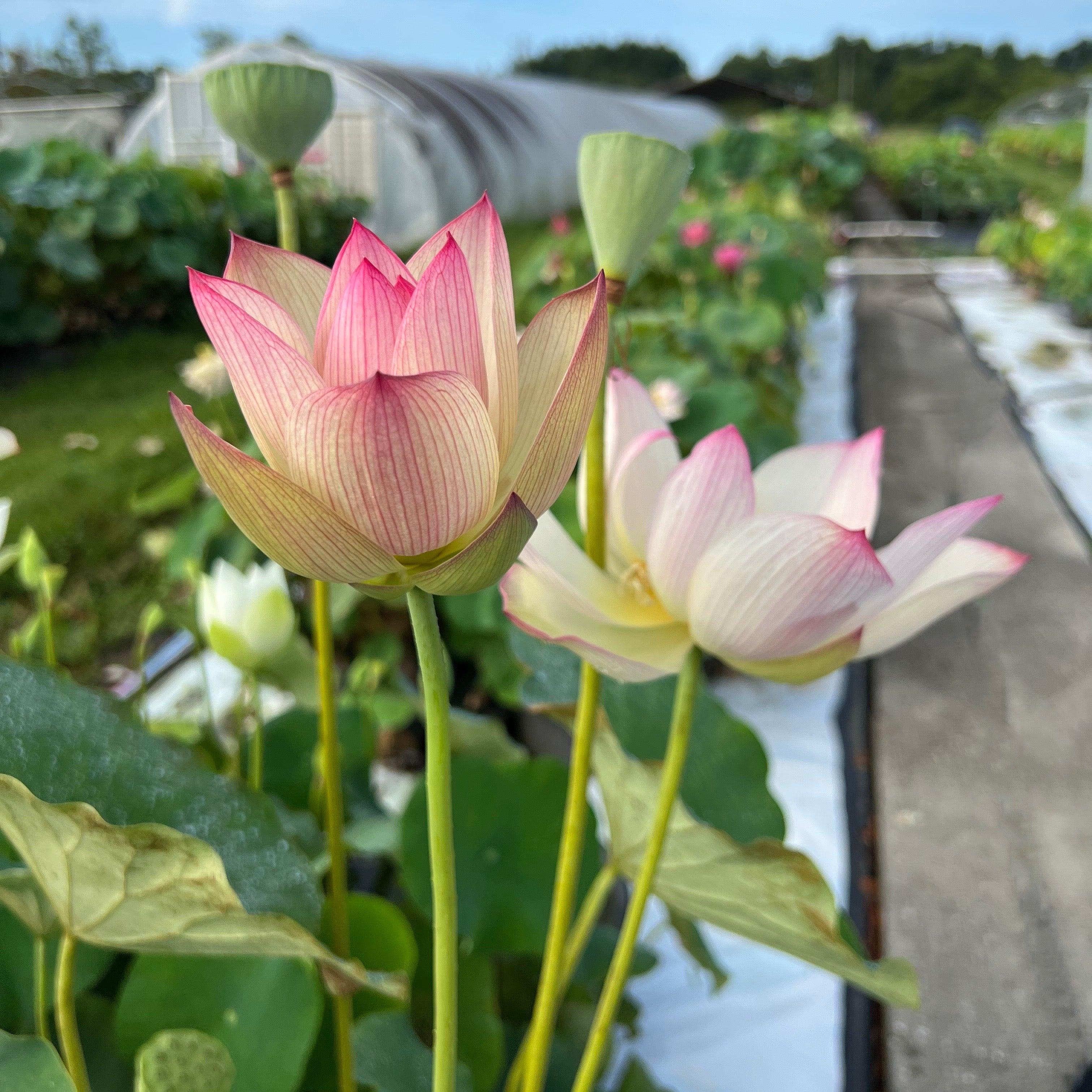 Blushing Fairy Lotus (Bare Root) - Play It Koi