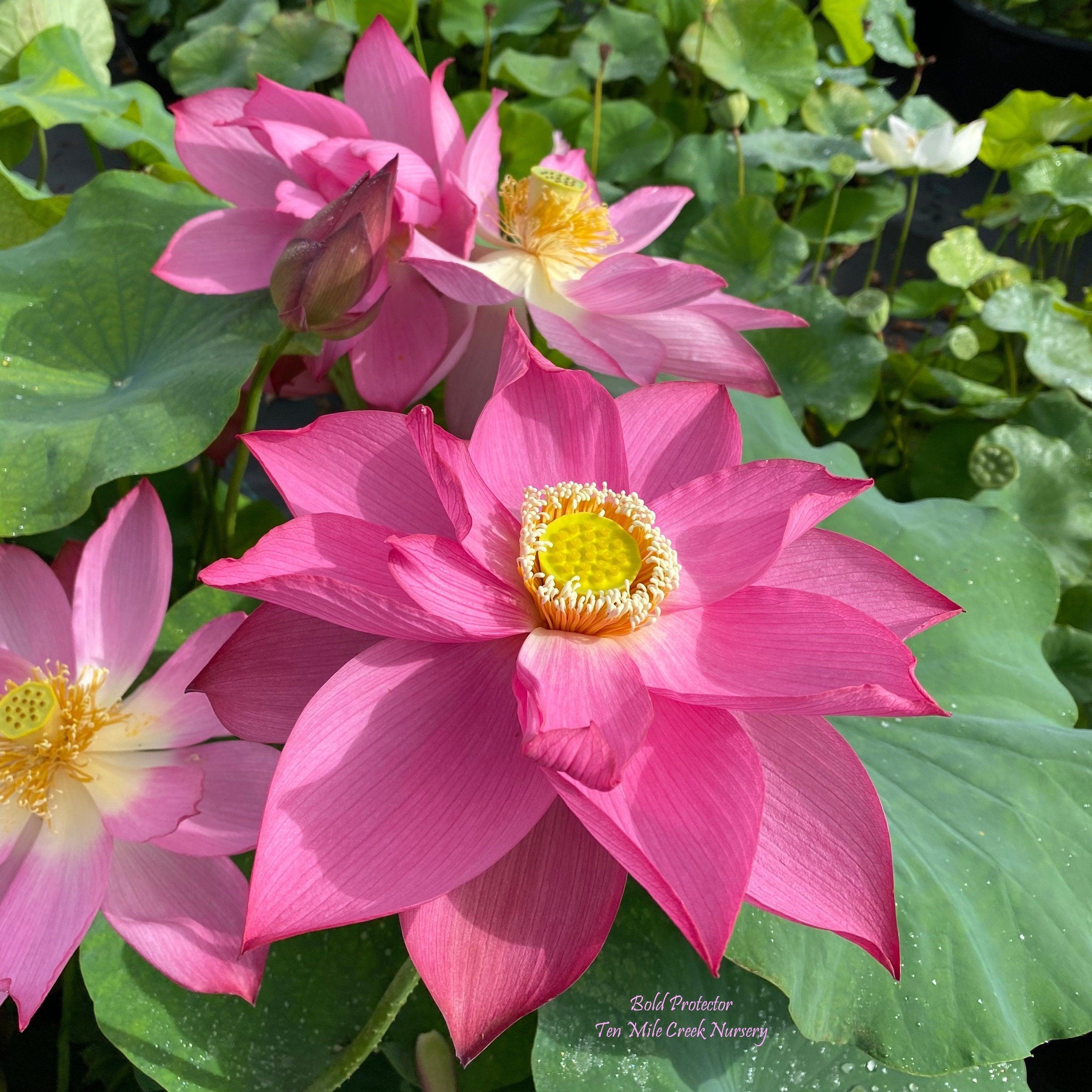 Bold Protector Lotus (Bare Root) - Play It Koi