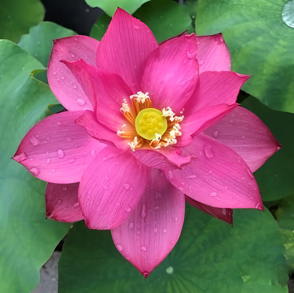 Bold Protector Lotus (Bare Root) - Play It Koi
