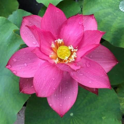 Bold Protector Lotus (Bare Root) - Play It Koi