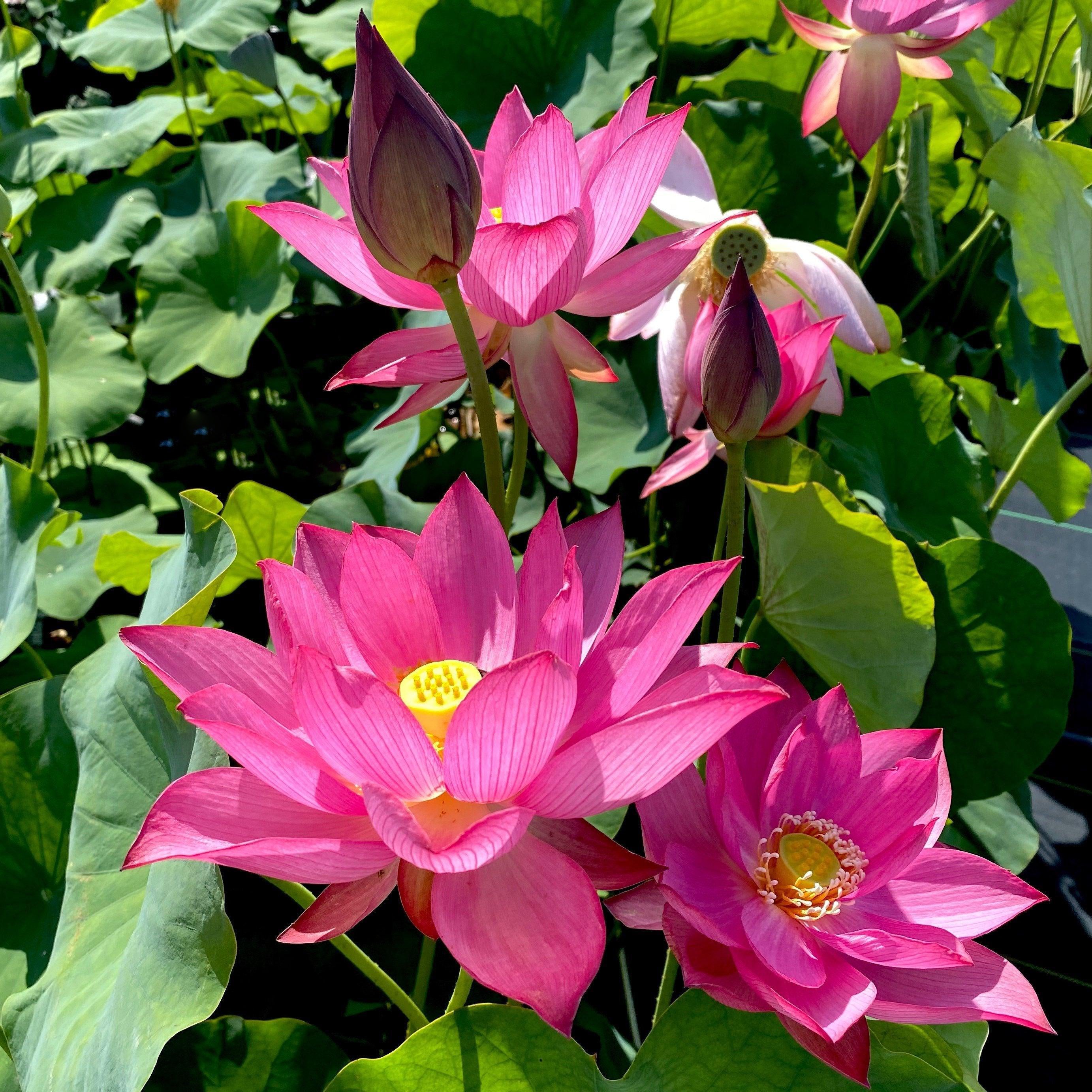 bold lotus flower and water lily Bold Protector Lotus (Bare Root)