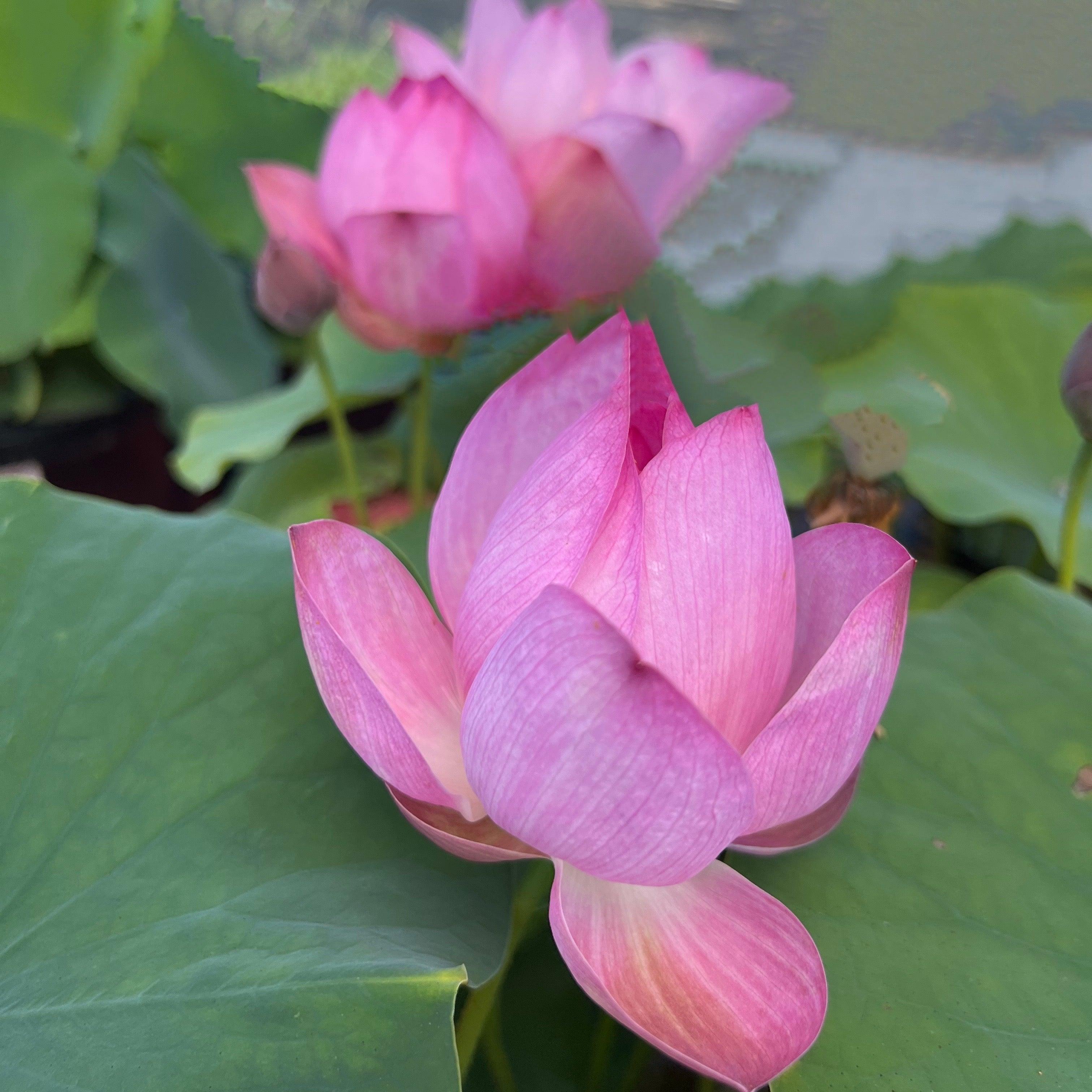 Book Boy Mini Lotus Lotus (Bare Root) - Play It Koi