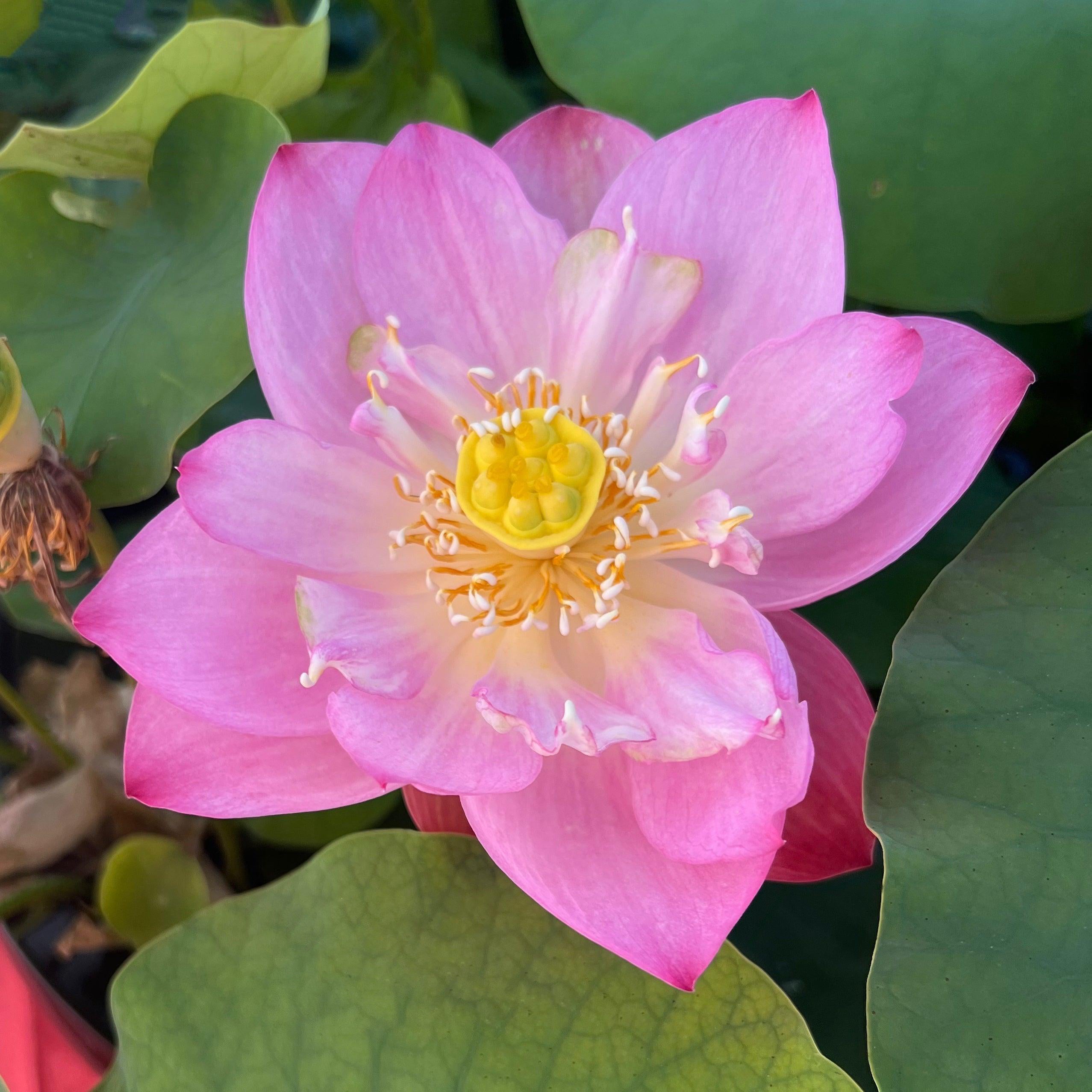 Book Boy Mini Lotus Lotus (Bare Root) - Play It Koi