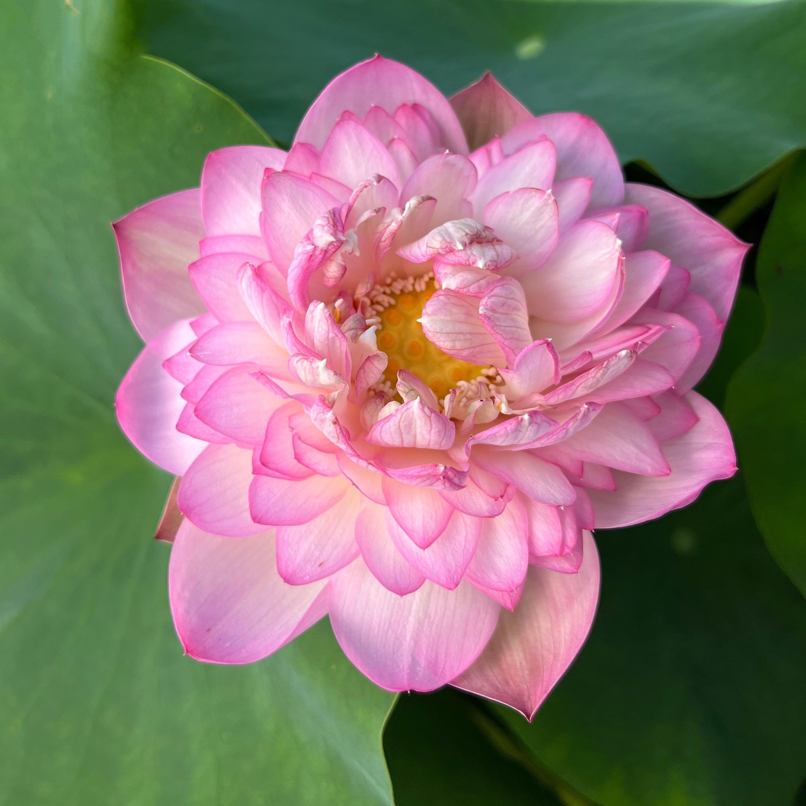 Buddha's Seat 13 Lotus (Bare Root) - Play It Koi