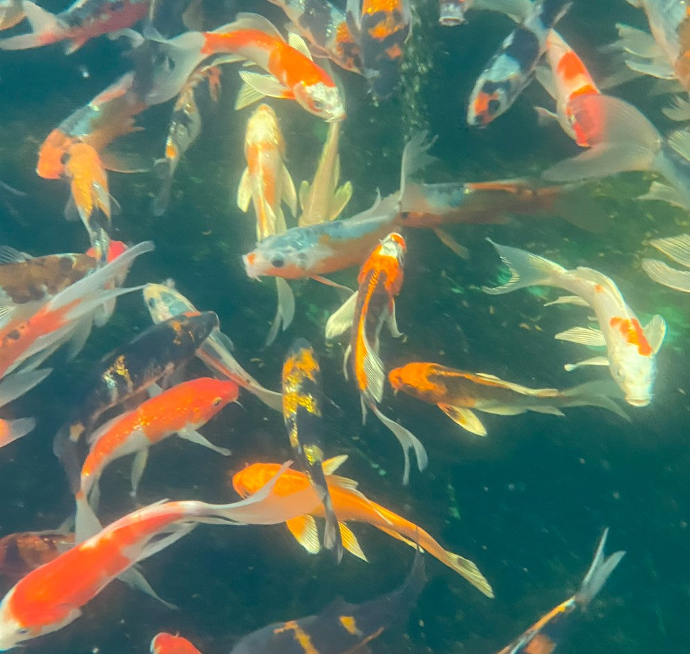Premium Japanese Butterfly Koi Fish Packages
