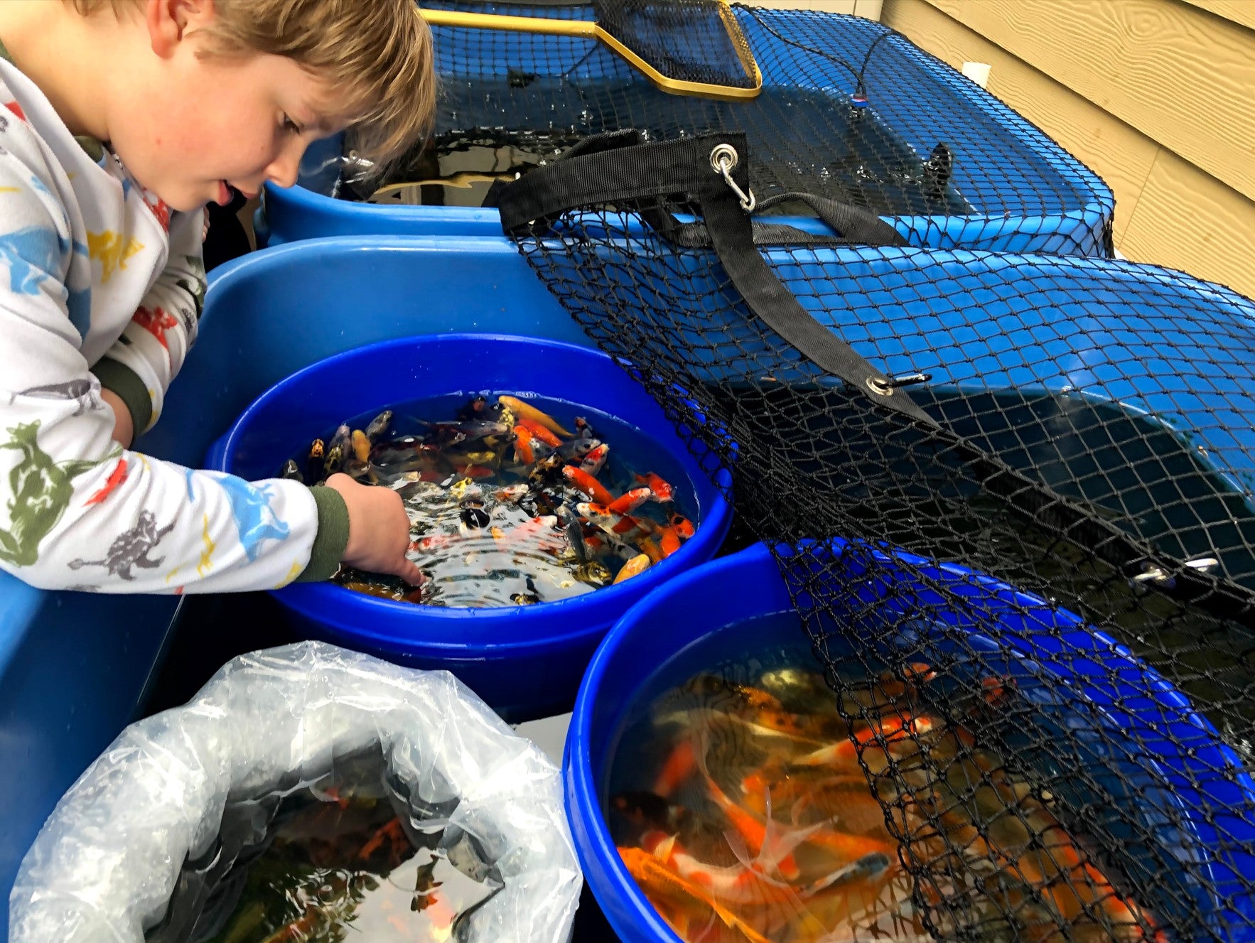 Premium Japanese Butterfly Koi Fish Packages