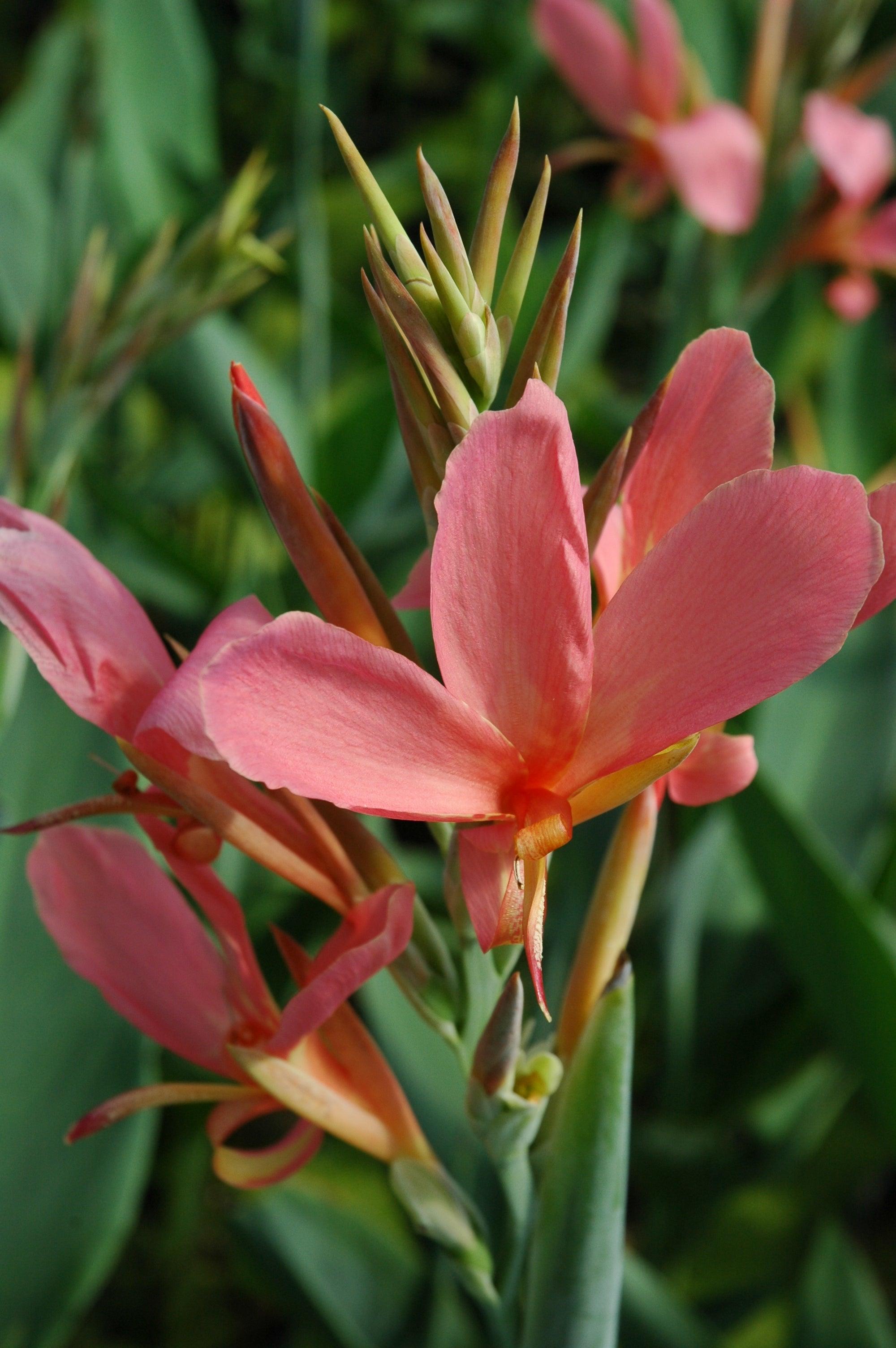 Canna Longwood 'Erebus' (Bare Root) - Play It Koi