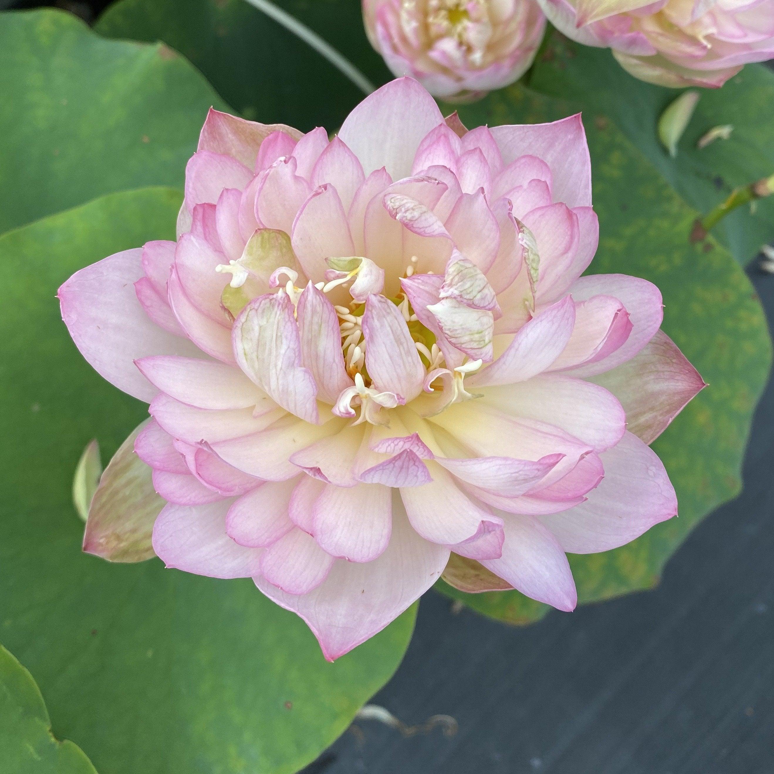 Carobee - Delicate Perfection Lotus (Bare Root) - Play It Koi