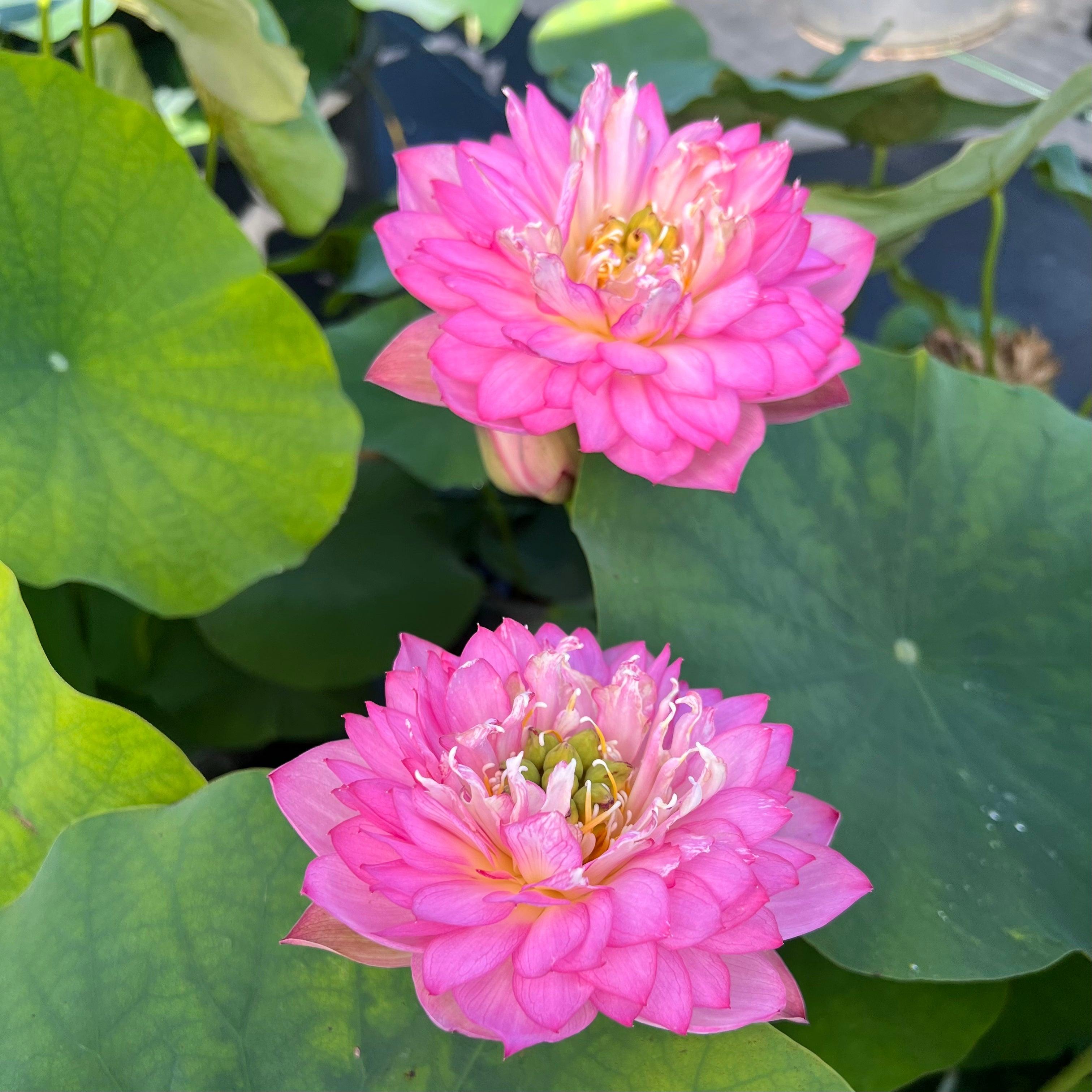 Celebration - Party Time Lotus (Bare Root) - Play It Koi