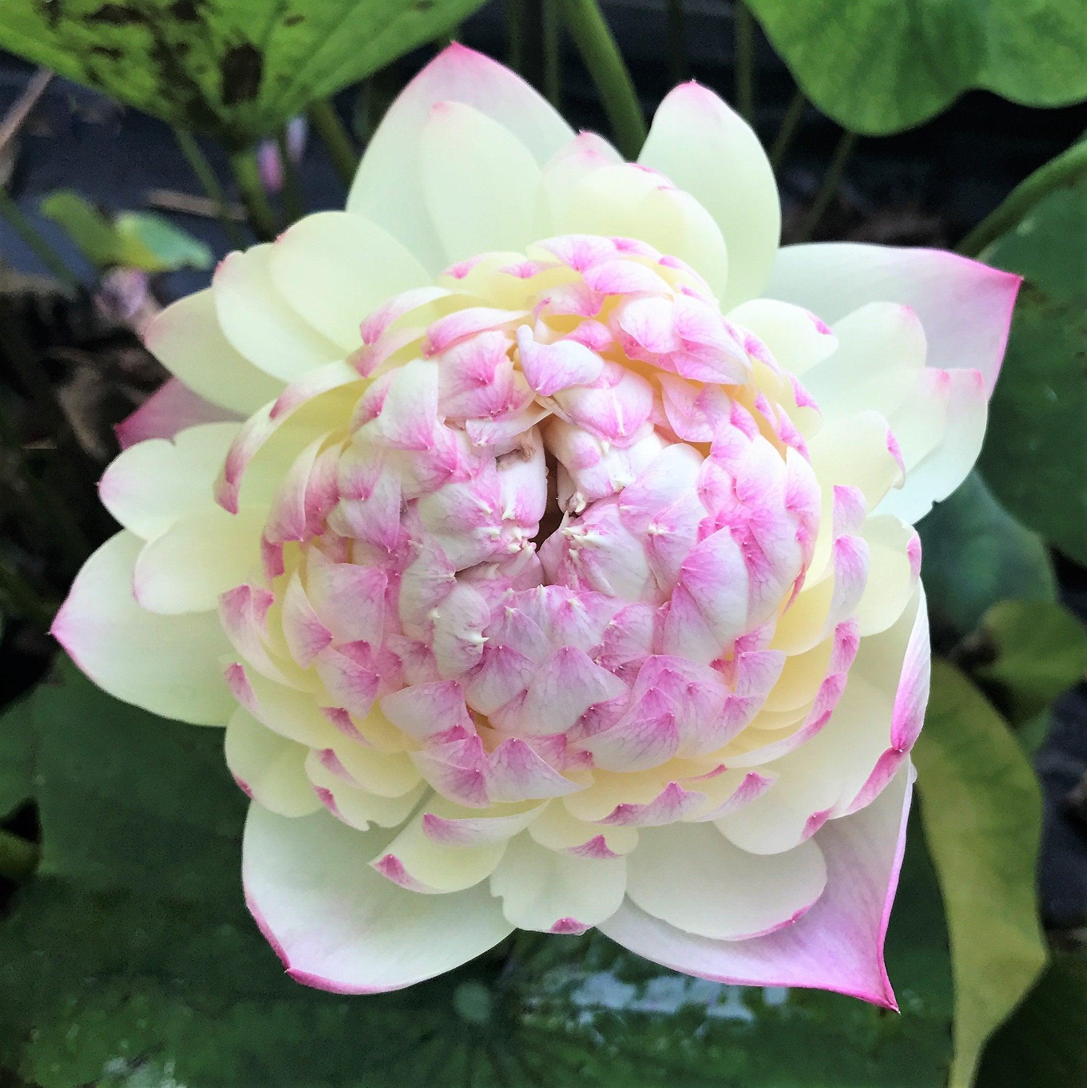 Charming Lips Lotus (Bare Root) - Play It Koi