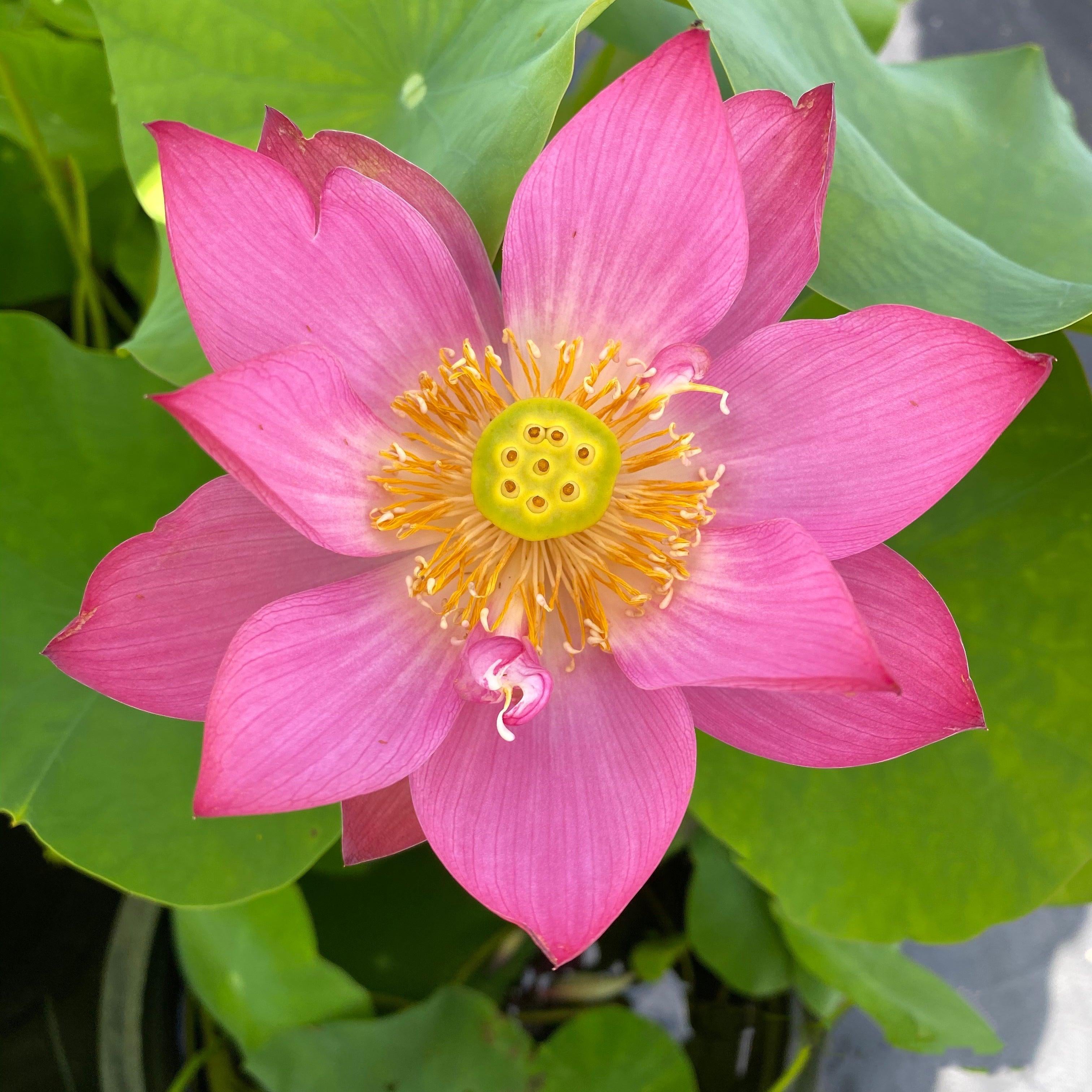 Child Rhyme Miniature Lotus Lotus (Bare Root) - Play It Koi