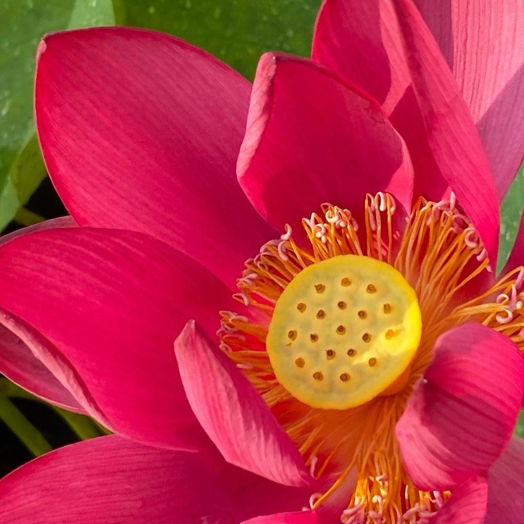 Chinese Red Beijing Lotus (Bare Root) - Play It Koi