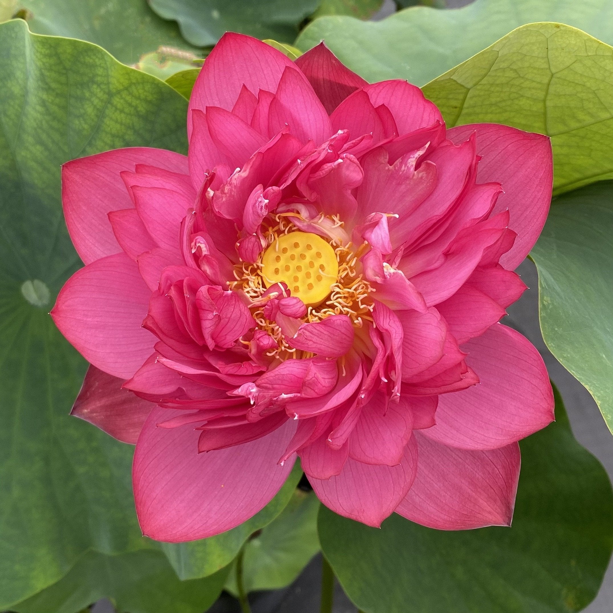 Chinese Red Jing Gang Shen - Ten Mile Creek Nursery