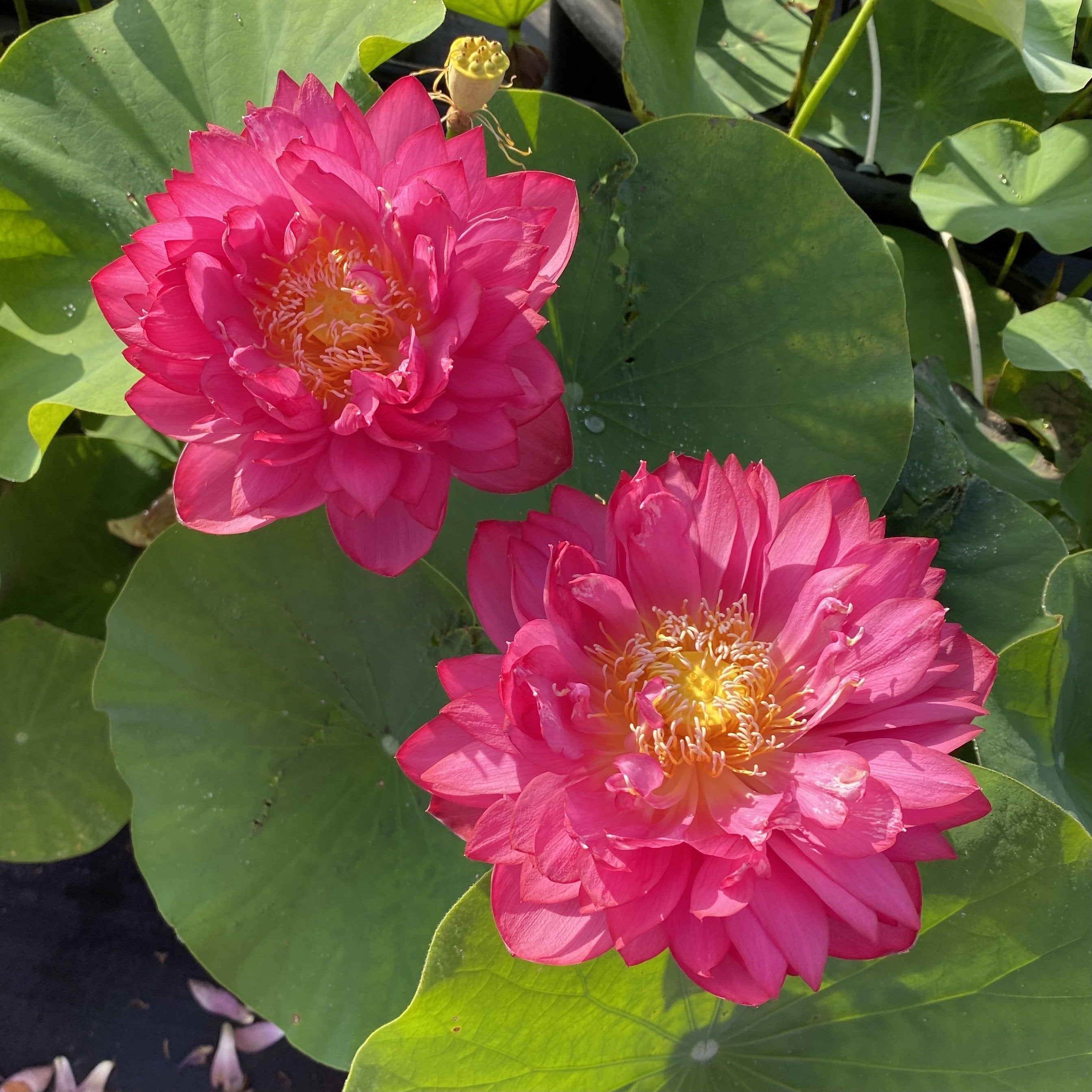 Chinese Red Jing Gang Shen - Ten Mile Creek Nursery