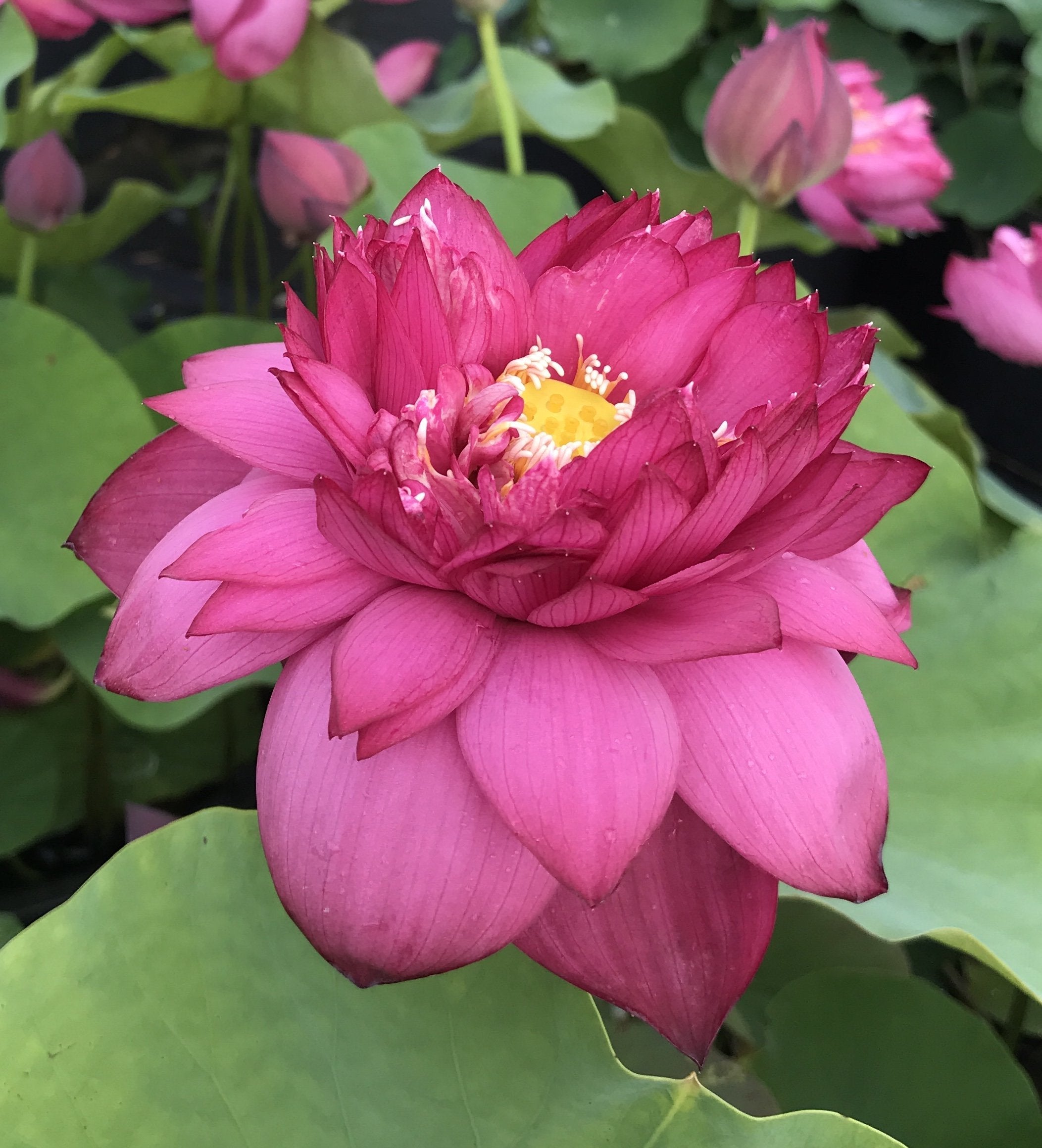 Chinese Red Jinggangshen - Ten Mile Creek Nursery