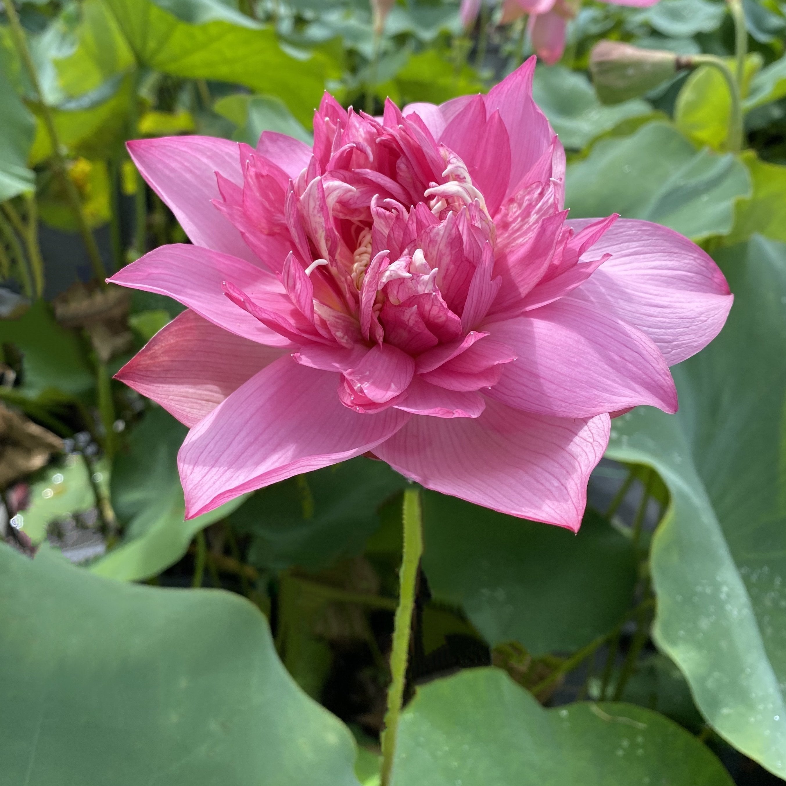 Chinese Red Ruijin - Ten Mile Creek Nursery