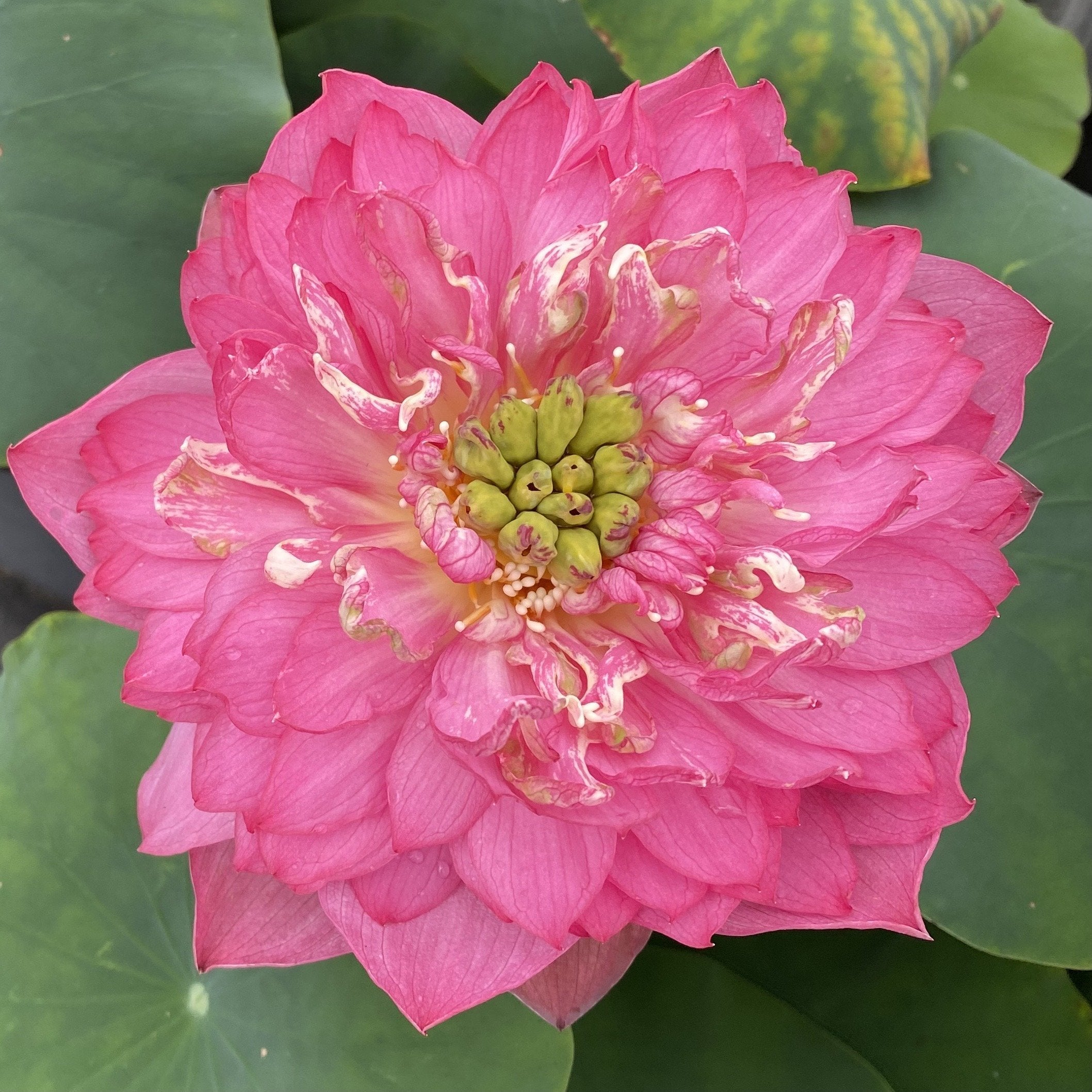 Chinese Red Ruijin - Ten Mile Creek Nursery