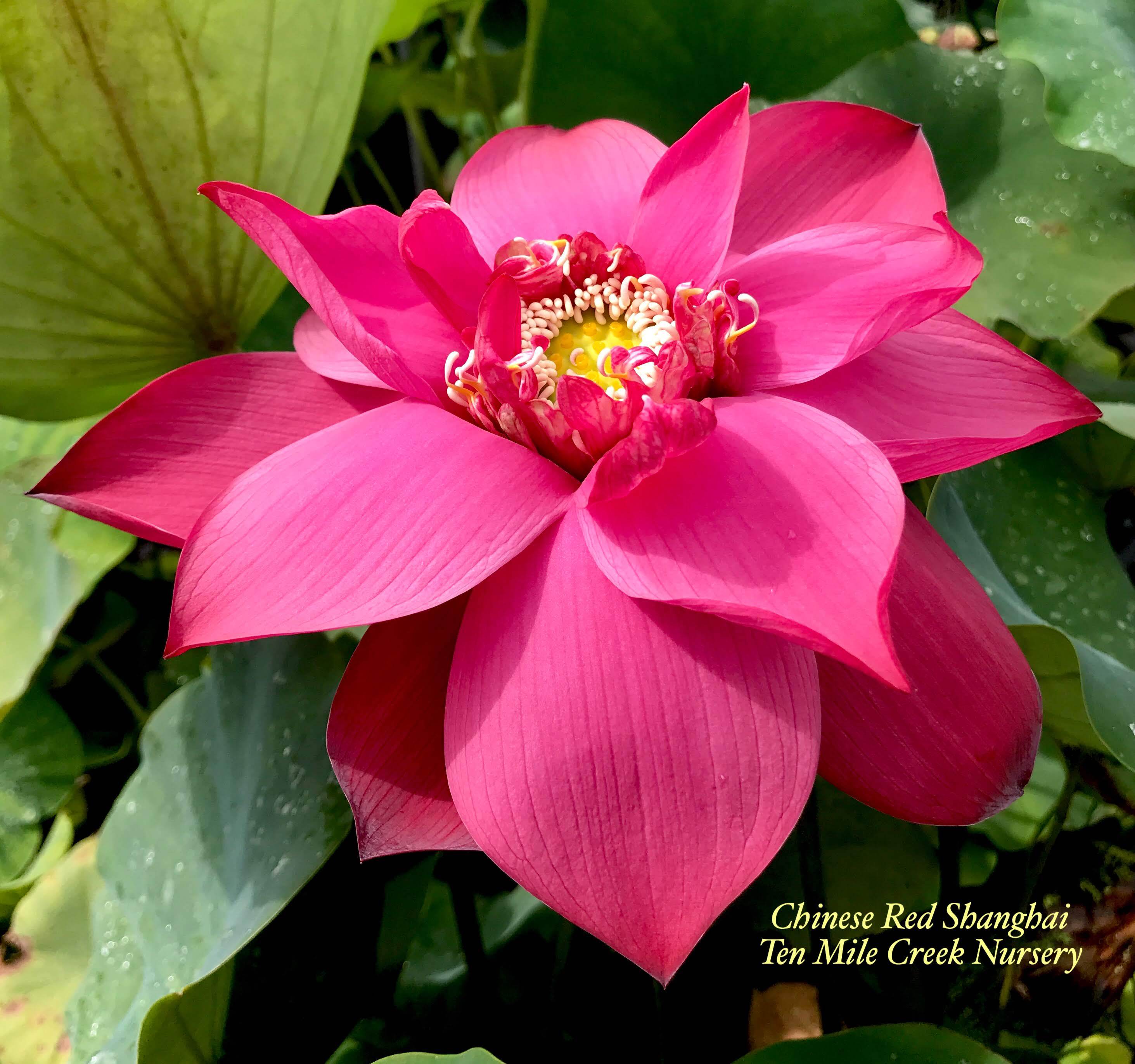 Chinese Red Shanghai - Ten Mile Creek Nursery