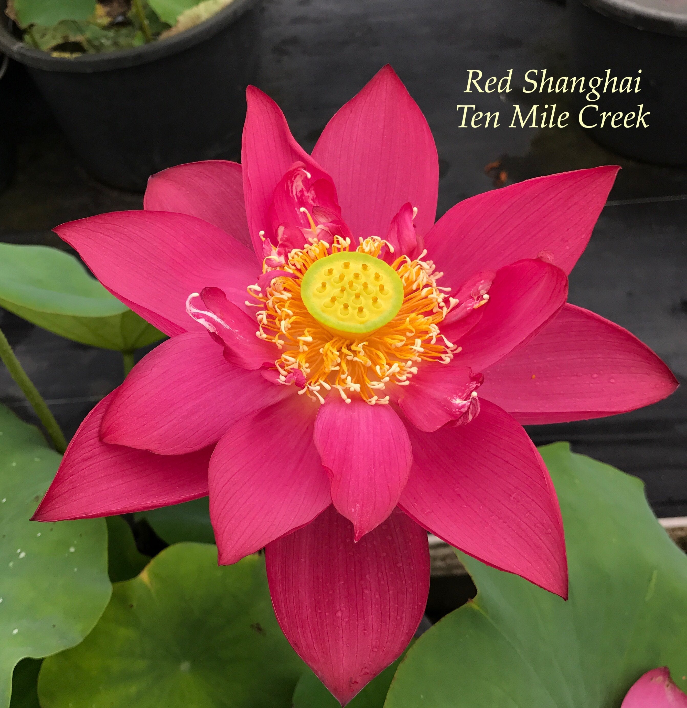 Chinese Red Shanghai - Ten Mile Creek Nursery