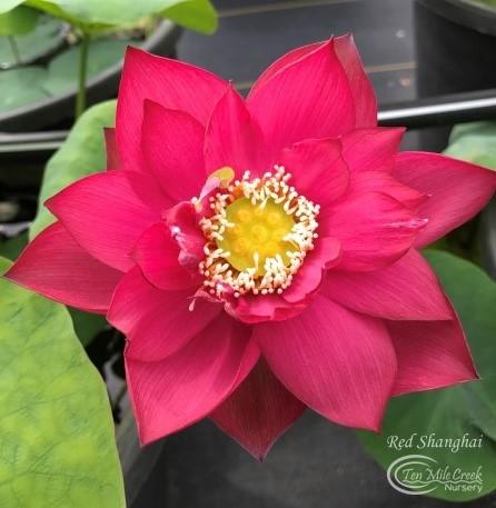 Chinese Red Shanghai - Ten Mile Creek Nursery