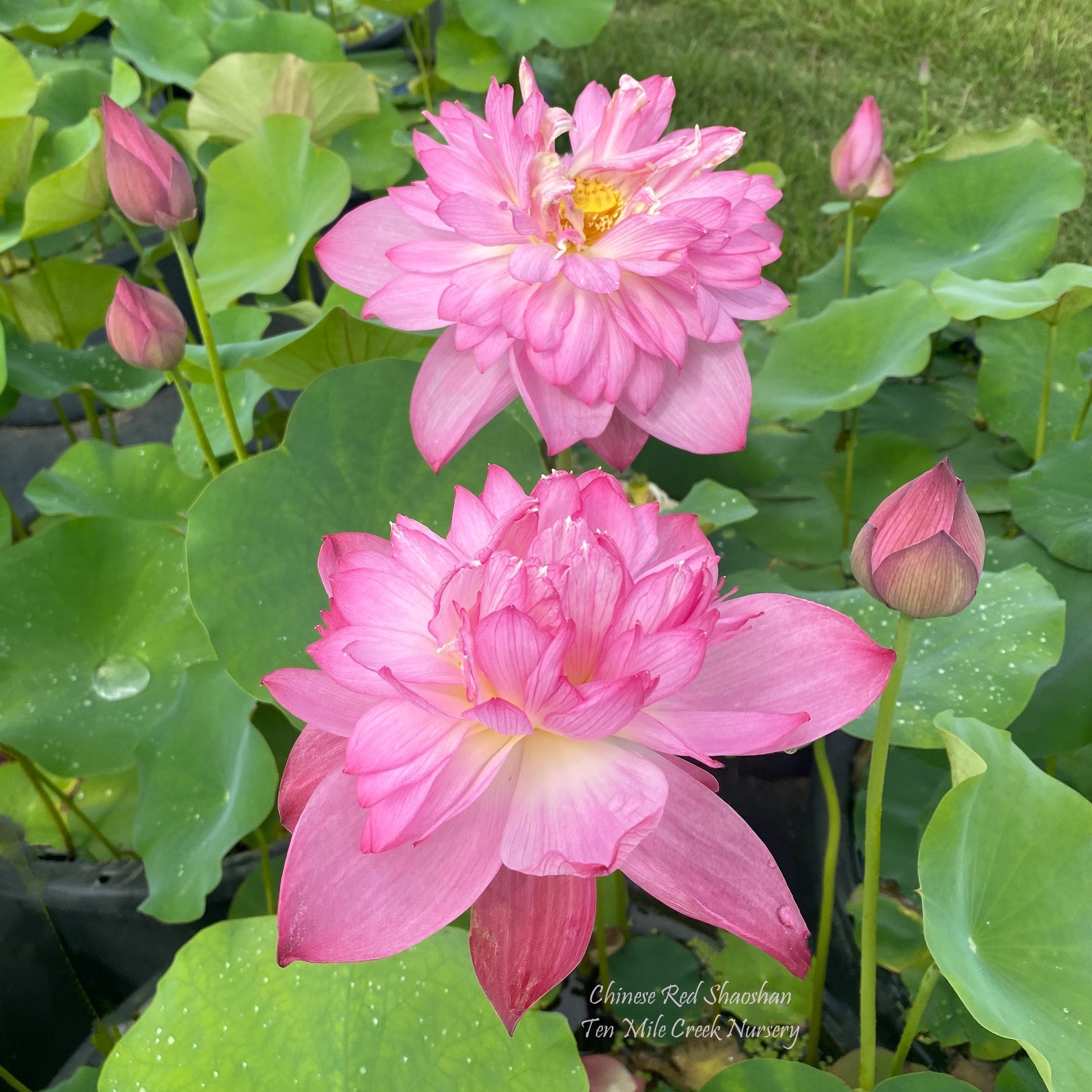 Chinese Red Shaoshan - Ten Mile Creek Nursery
