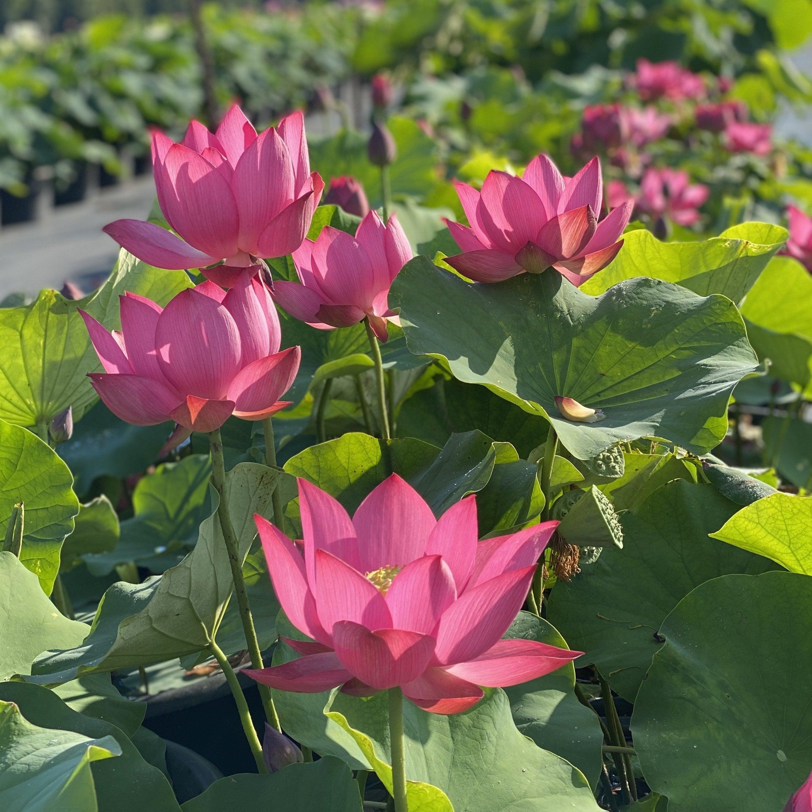 Chinese Red Xibeipo - Red City Series Lotus (Bare Root) - Play It Koi