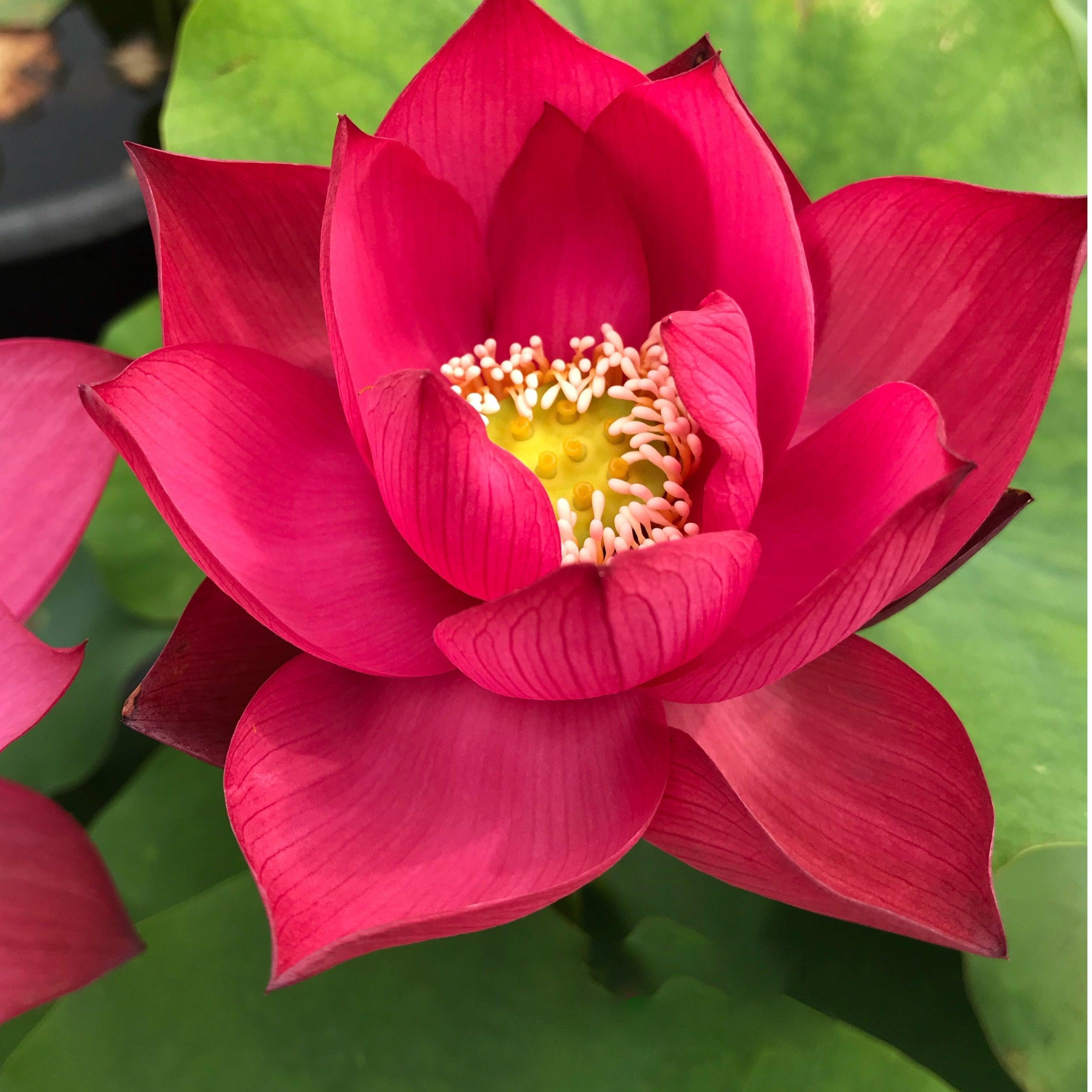 Chinese Red Xibeipo - Red City Series Lotus (Bare Root) - Play It Koi