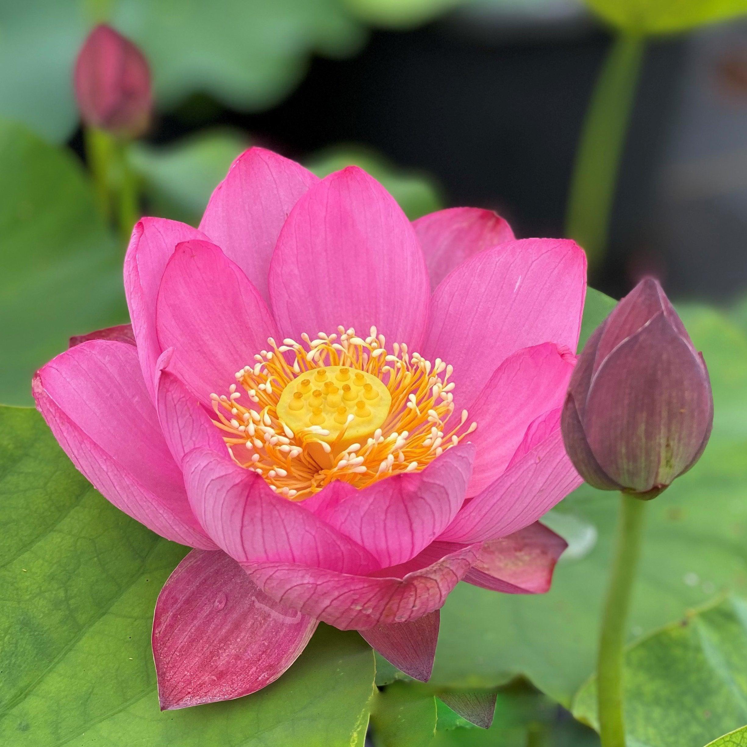 Christin, Mia Bellezza Lotus (Bare Root) - Play It Koi