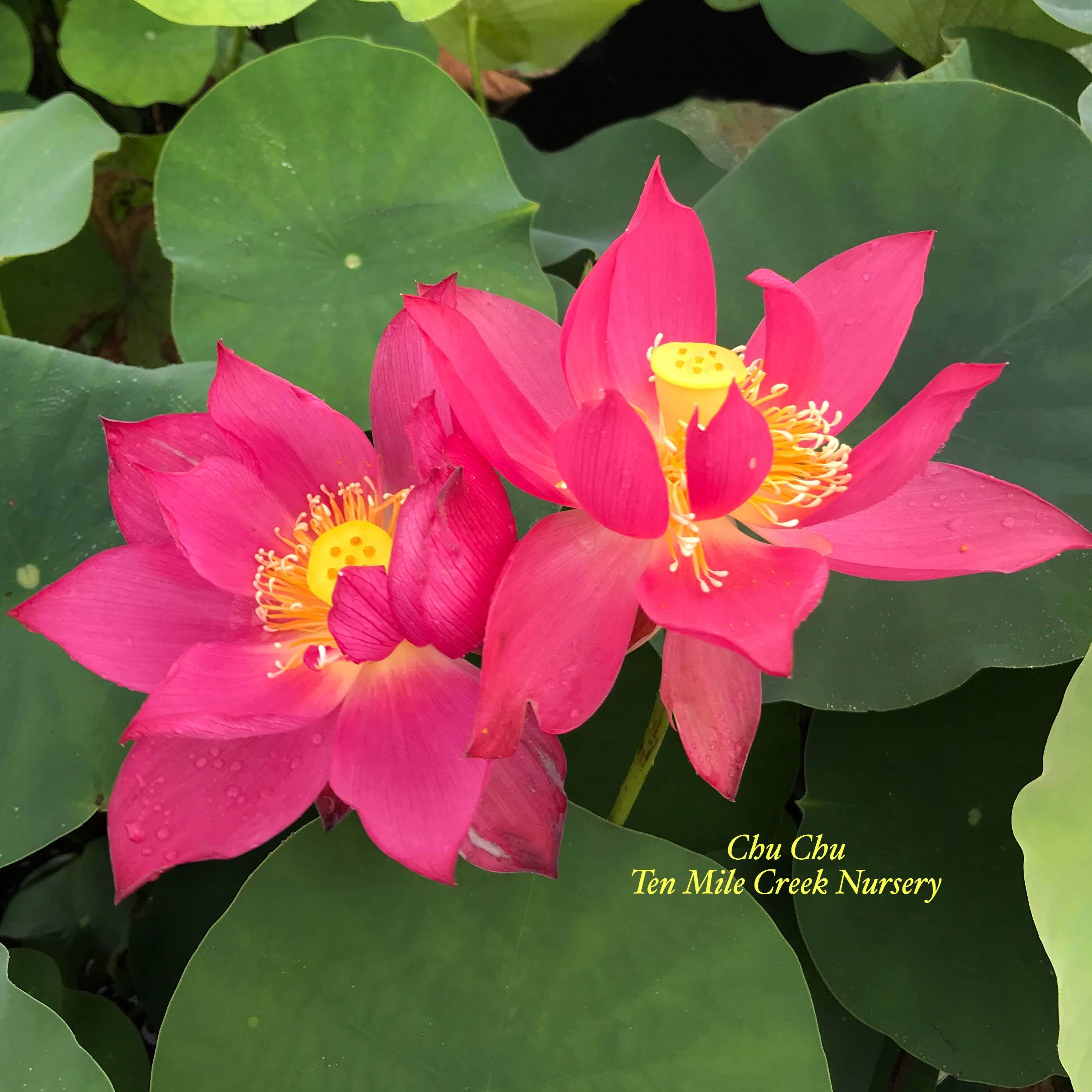 Chu Chu Red Lotus (Bare Root)