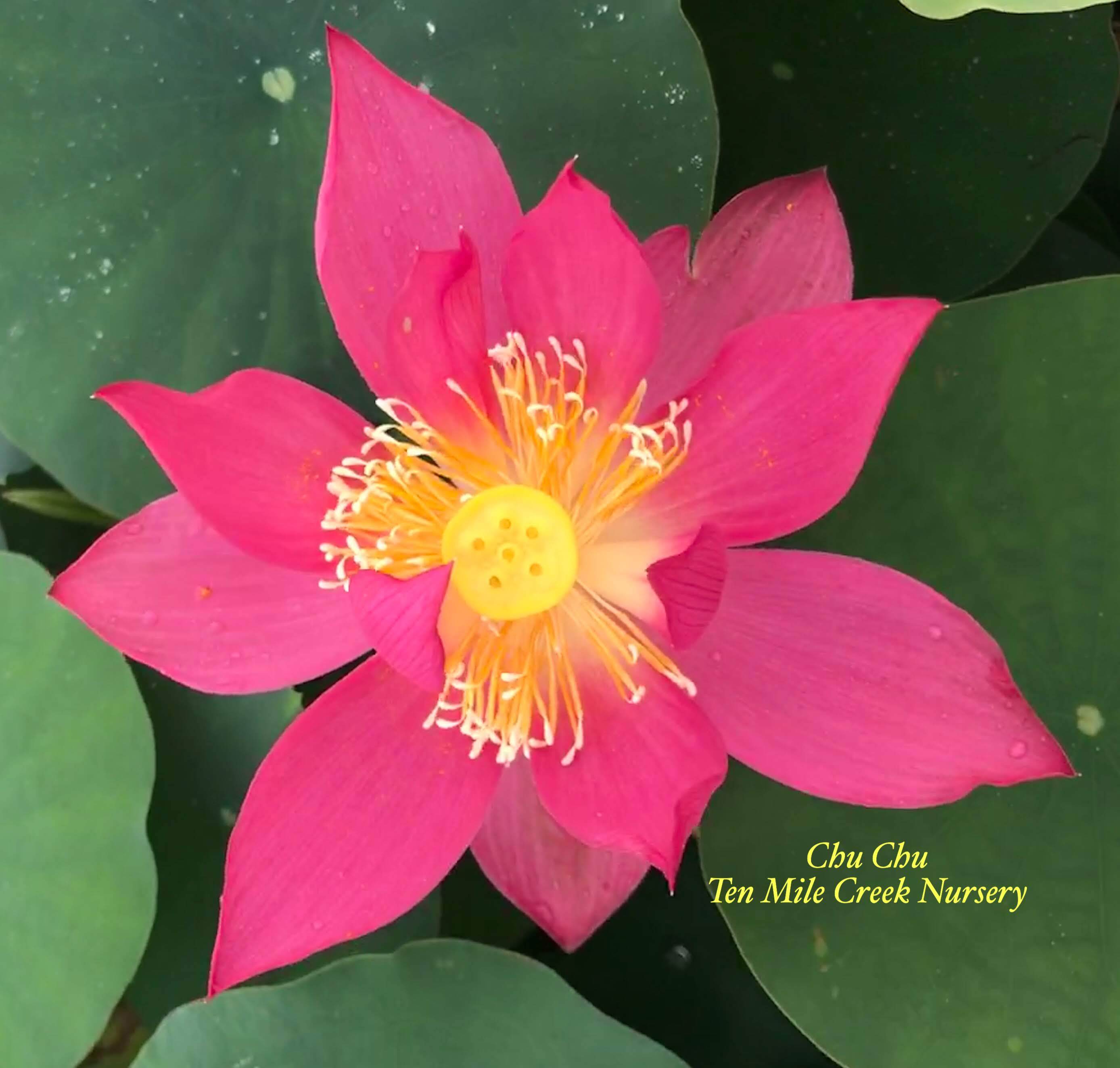 Chu Chu Red Lotus (Bare Root)