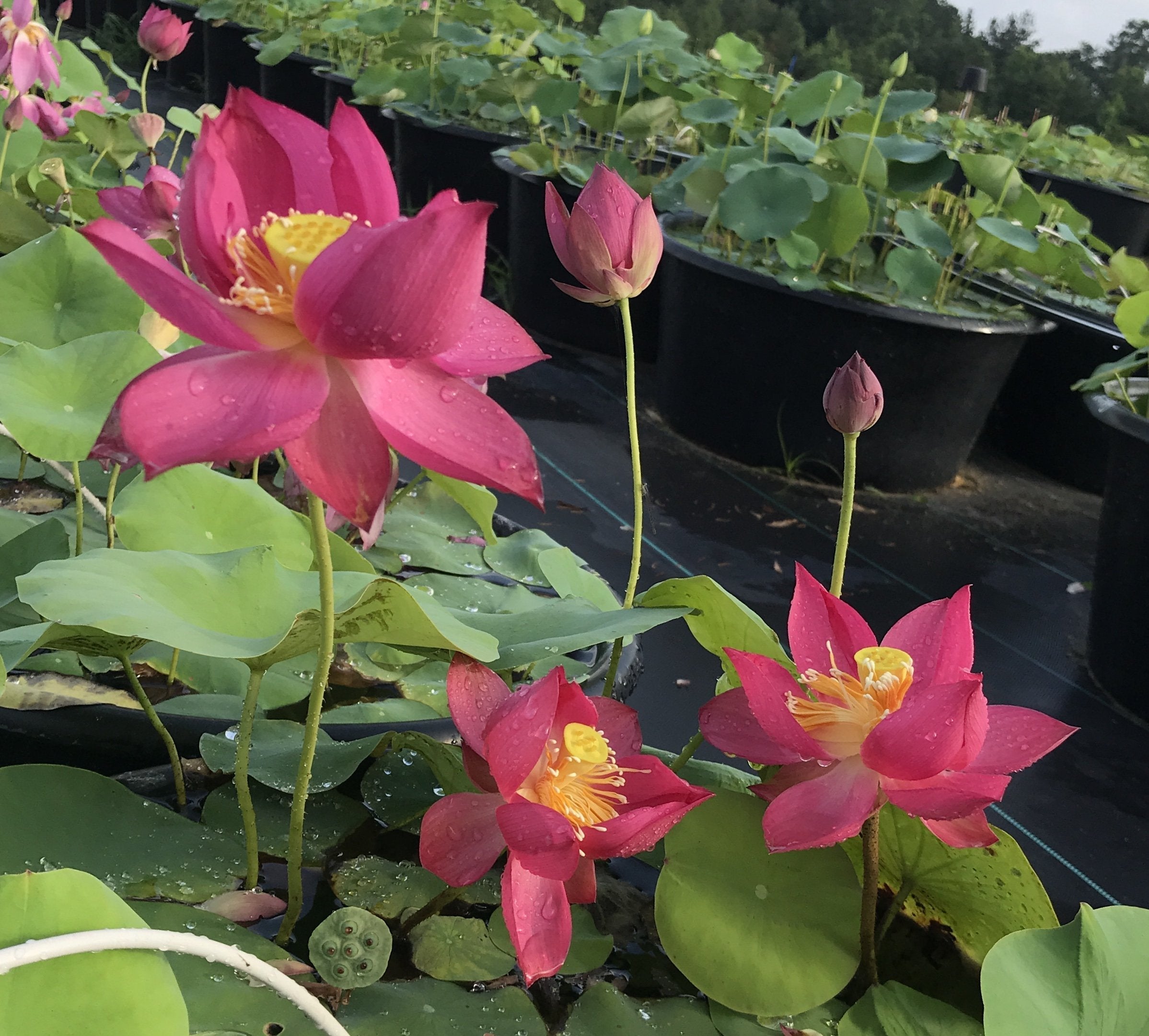Chu Chu Red Lotus (Bare Root)